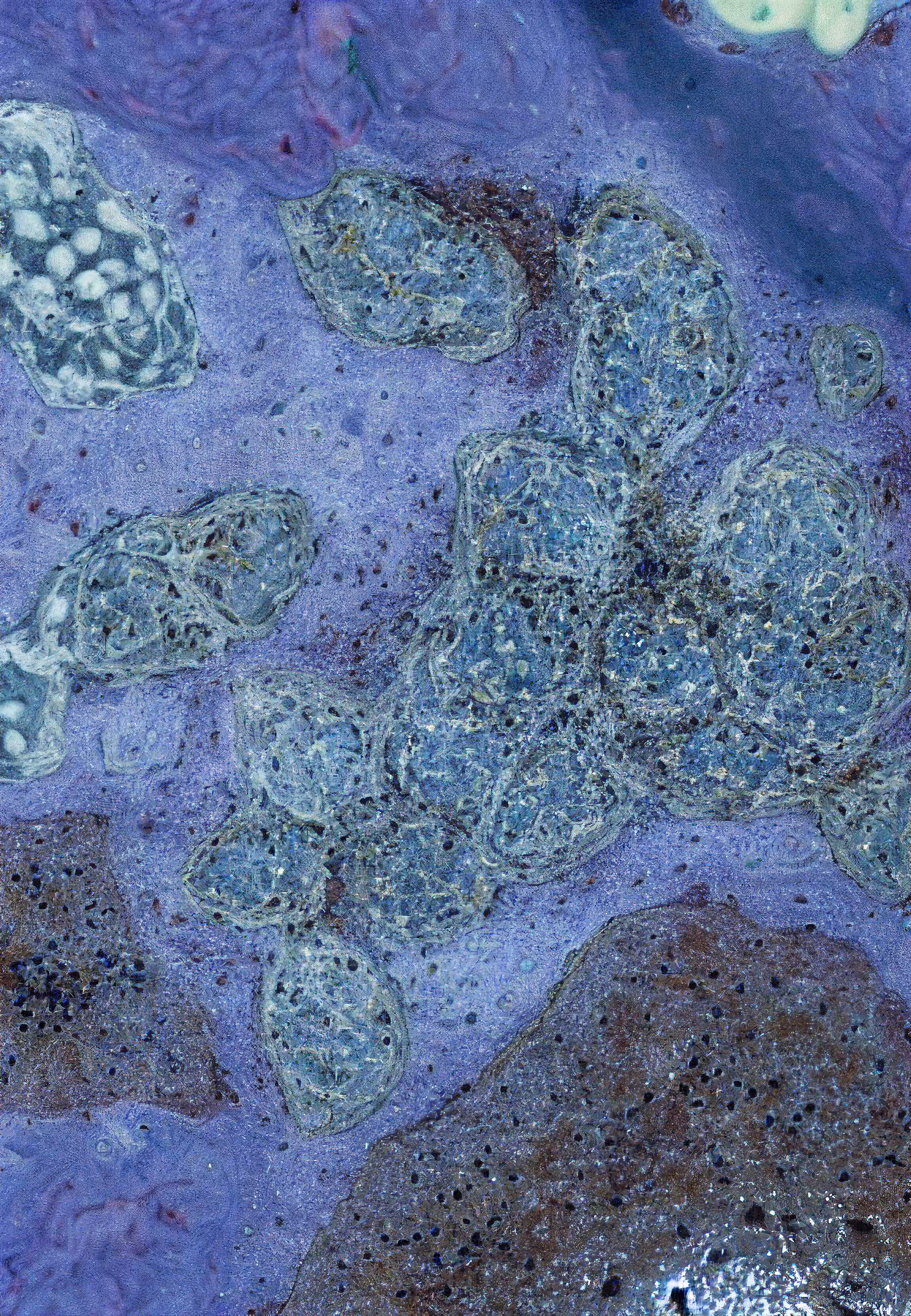 In Vivo, In Vitro, In Silico: Histologia In Silico #57