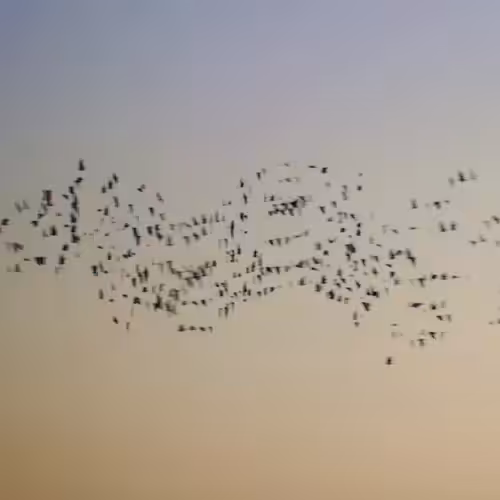 Flock #27