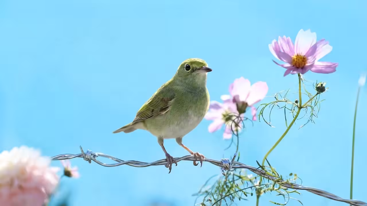 Sprite, Caroline's Meadow