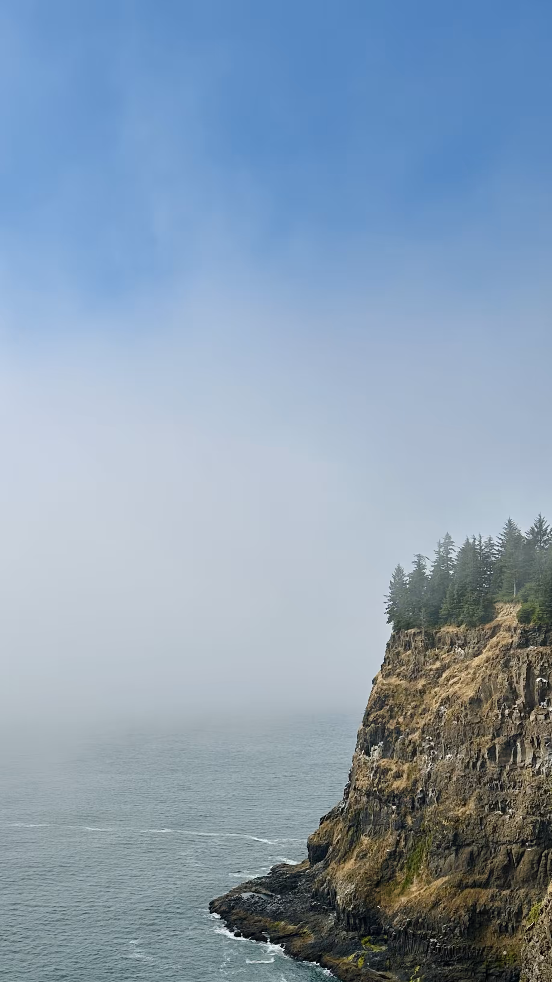 Rodeo posts: pacific mist + the trees.