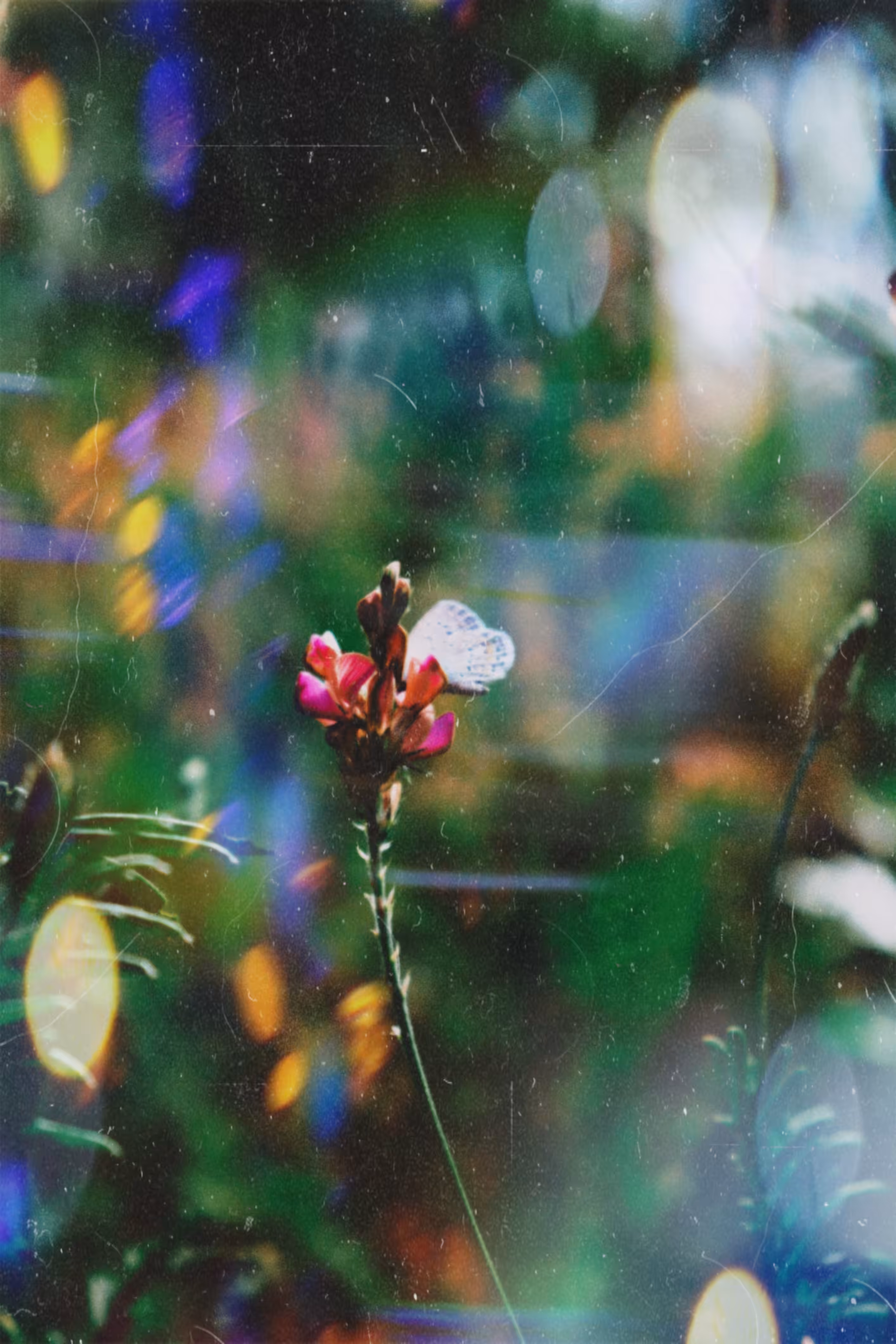 Dawnseed