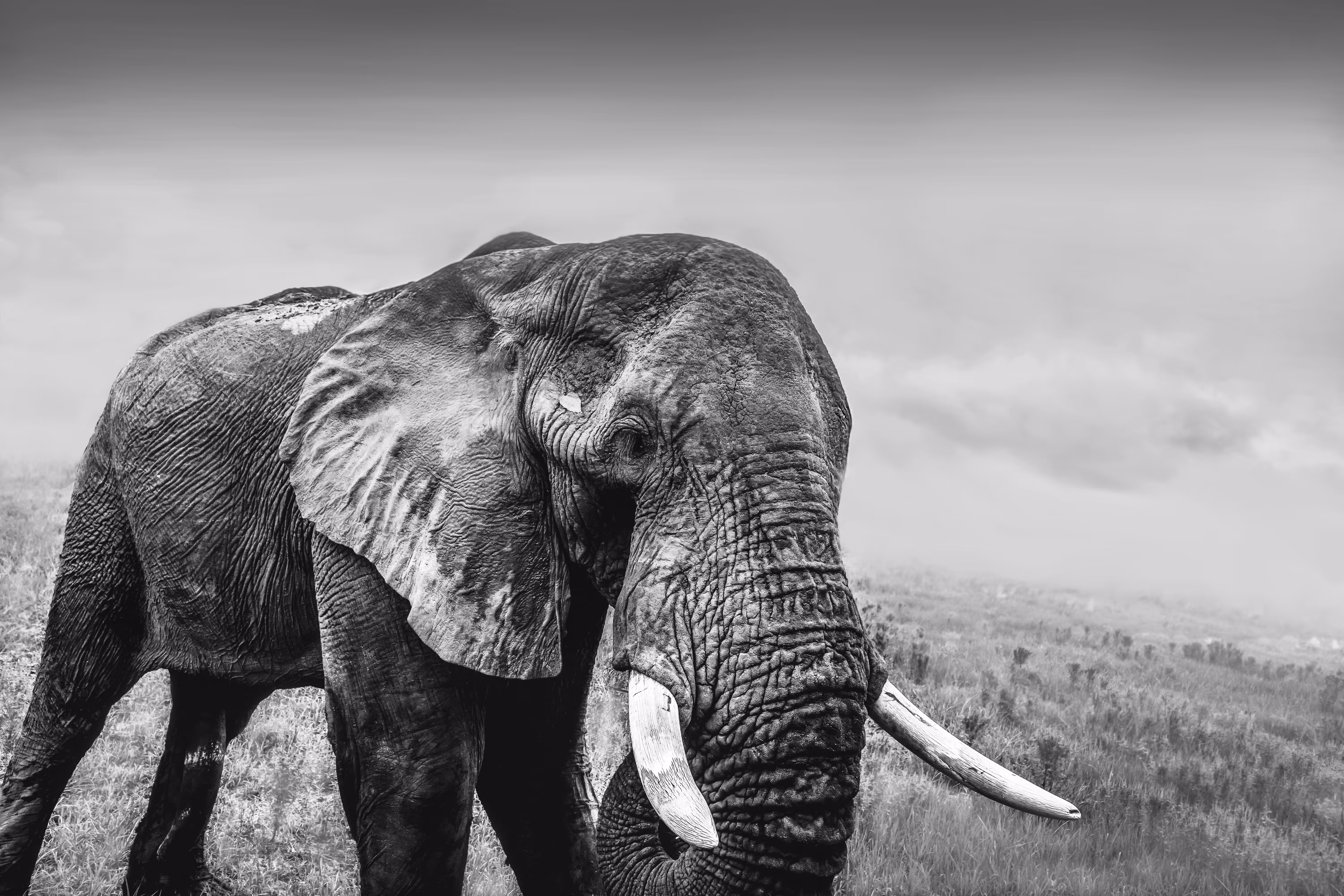 Elephant Portrait