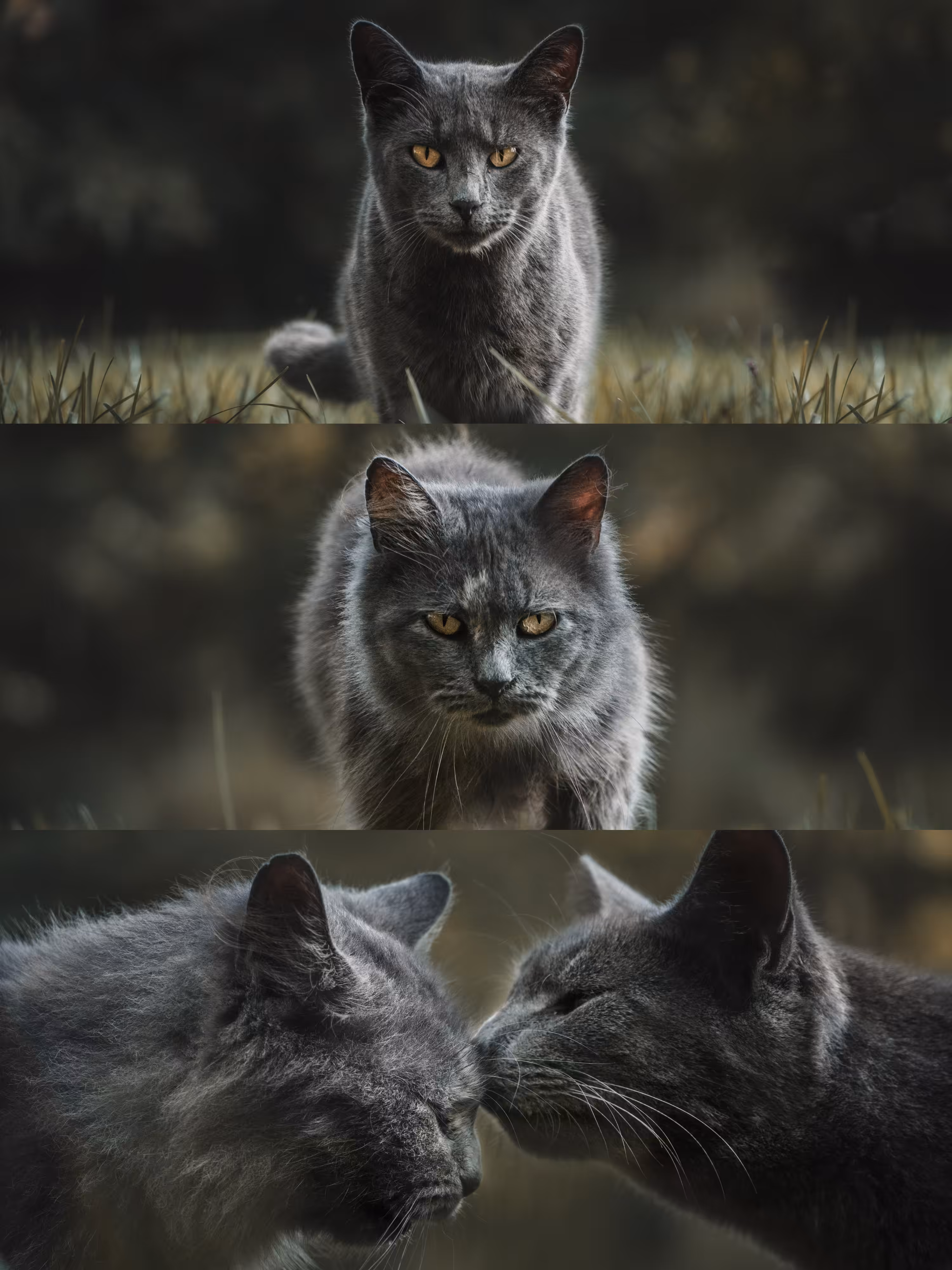 Fuzzy Friends Forever