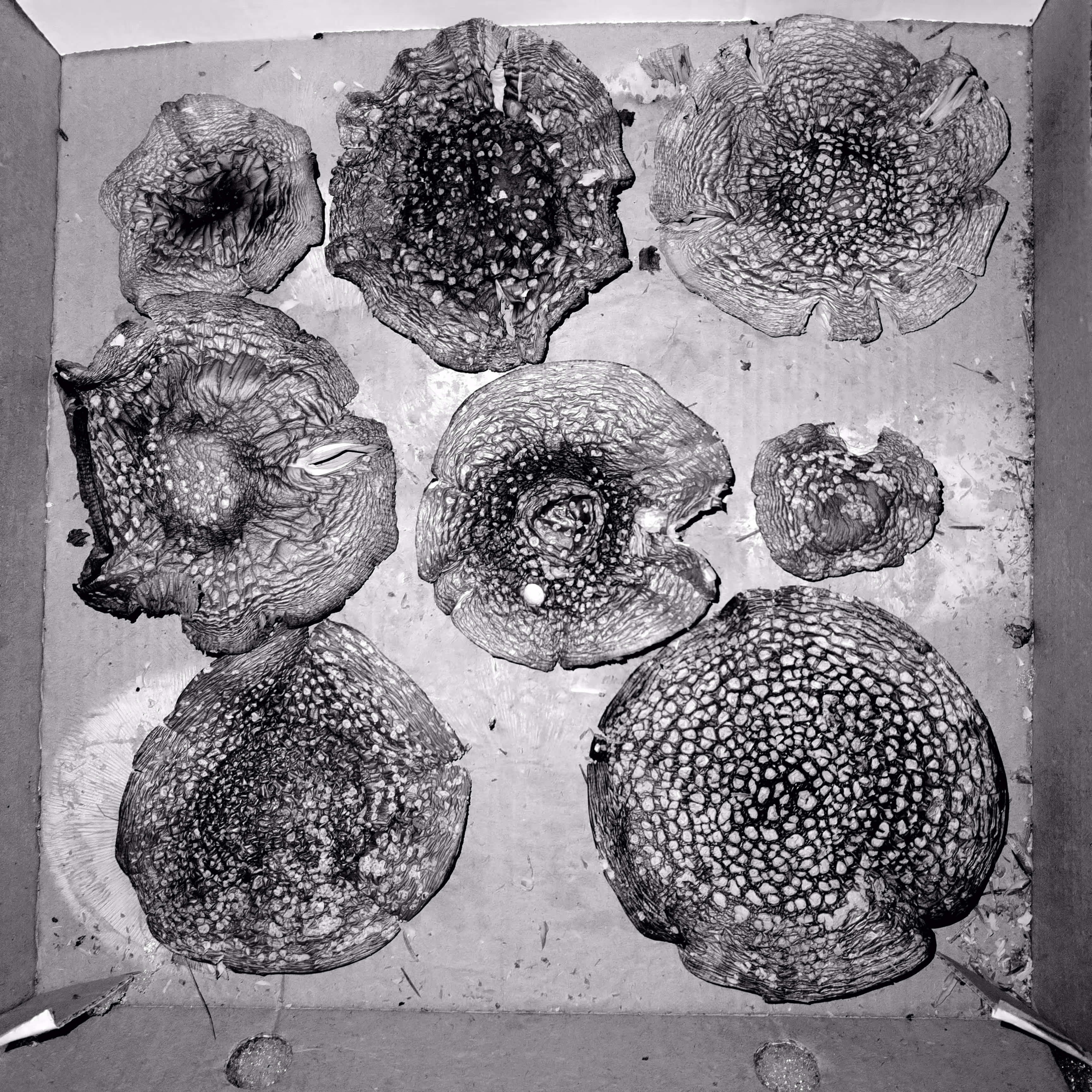 Pieces of the night sky in a box
