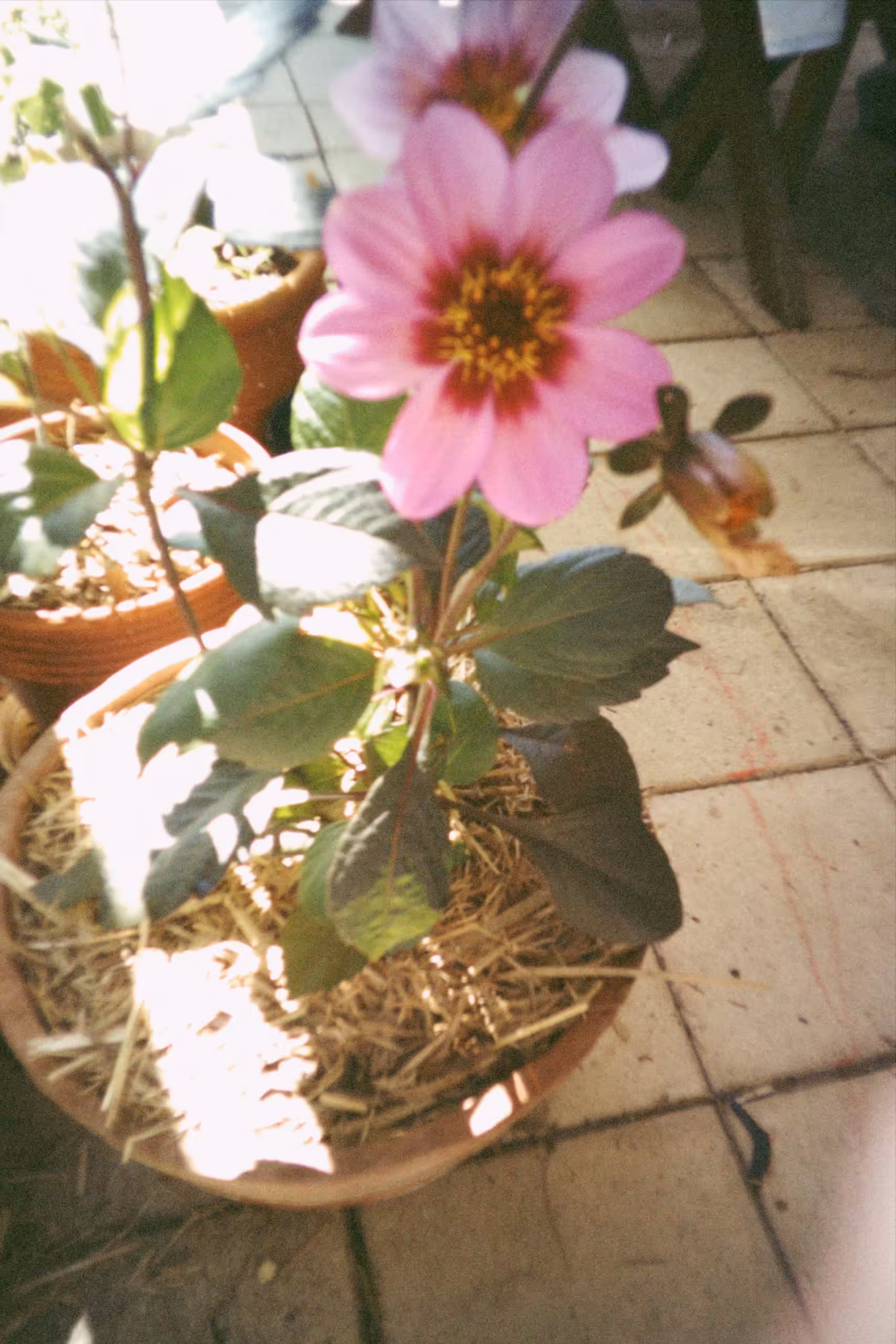 new flower baby