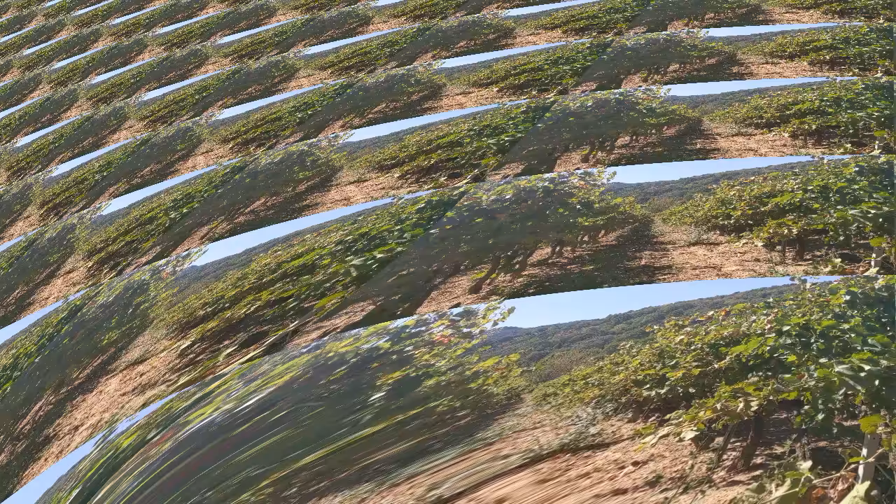 Vines in Provence