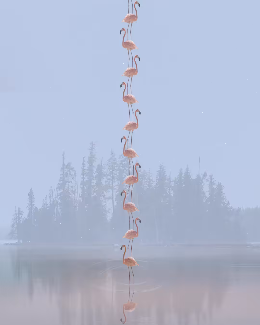 Flamingo Ascension