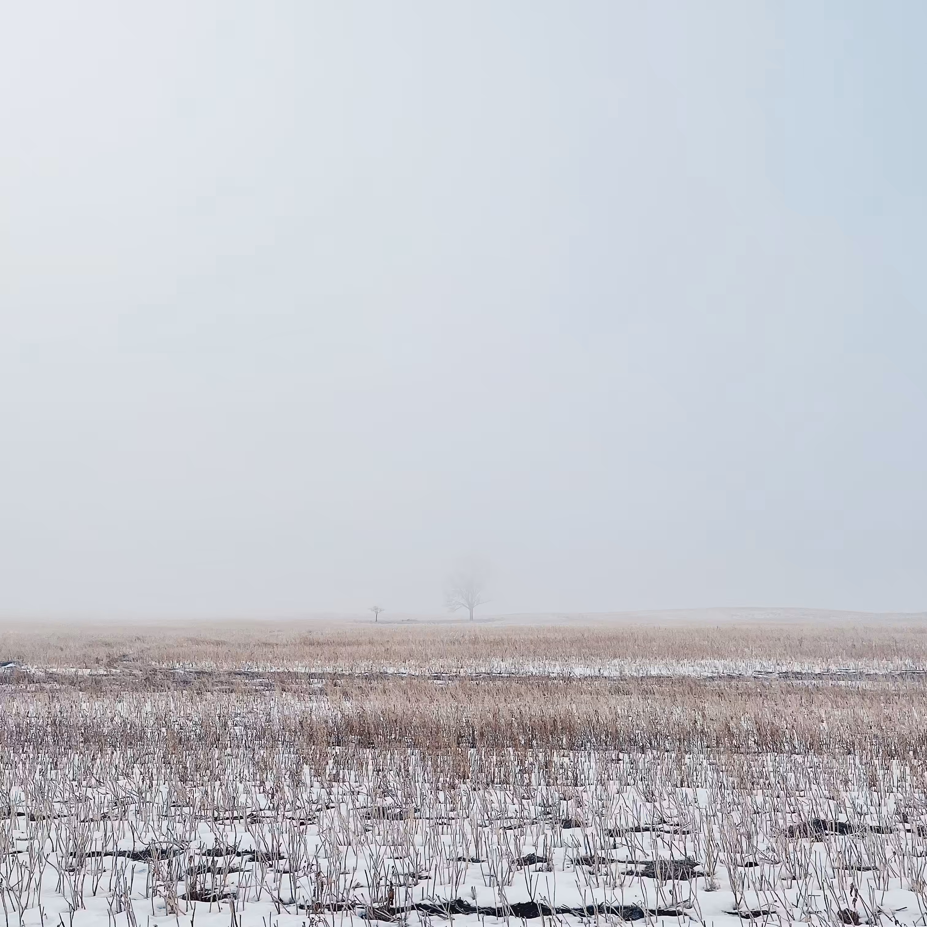 Lonely Field Tree 023