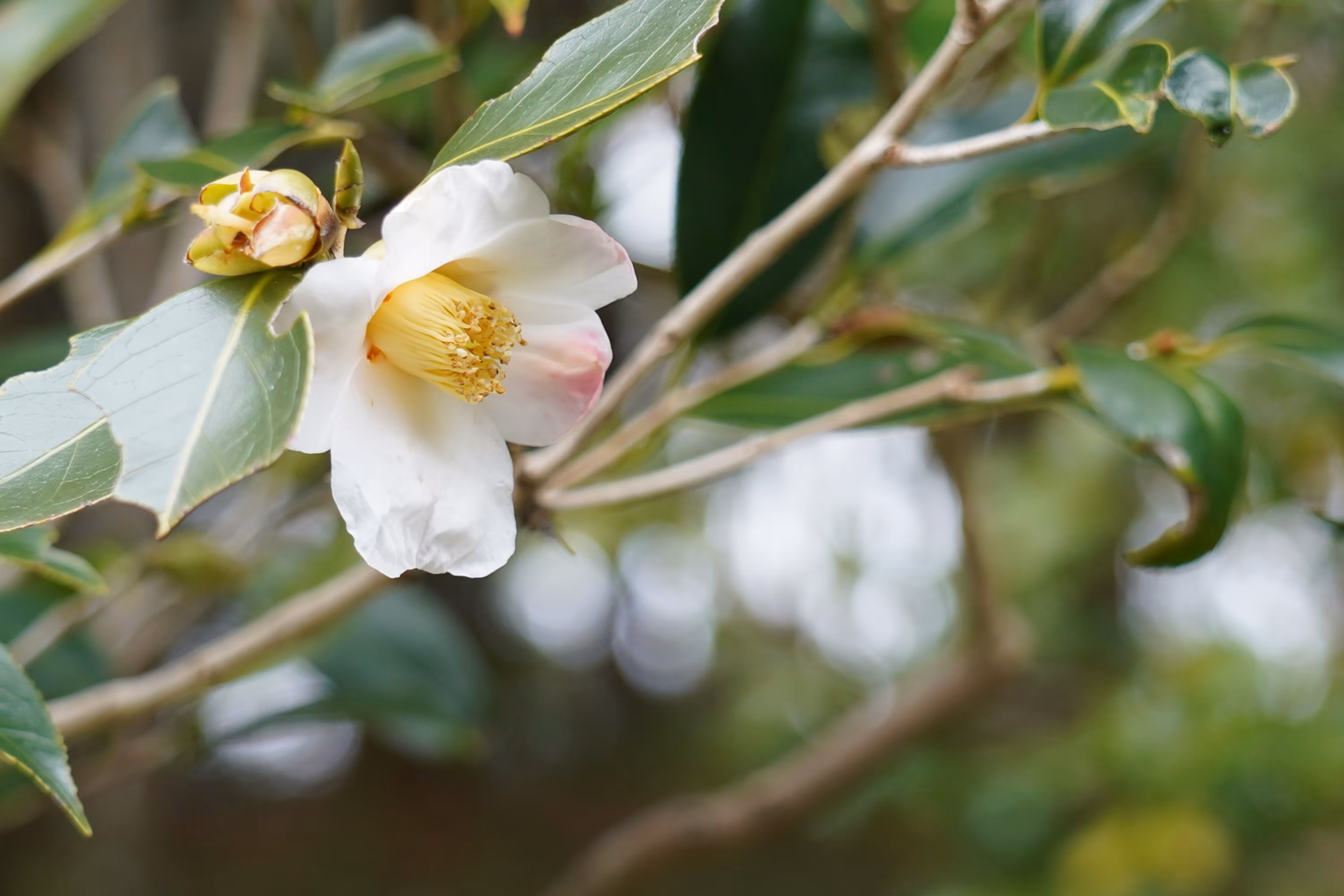 Camellia ”Wabisuke”