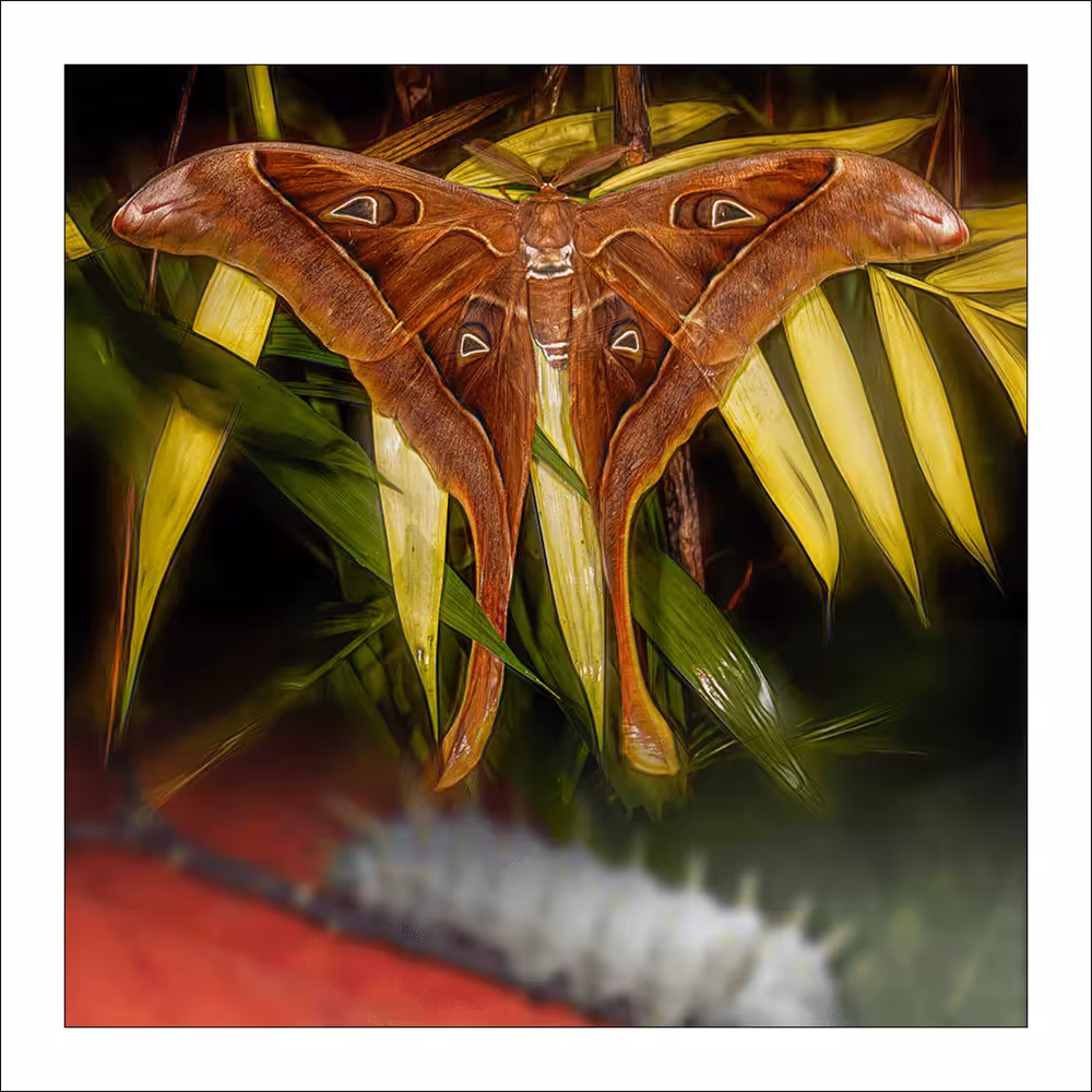 #18 Butterfly Zone - Hercules Moth