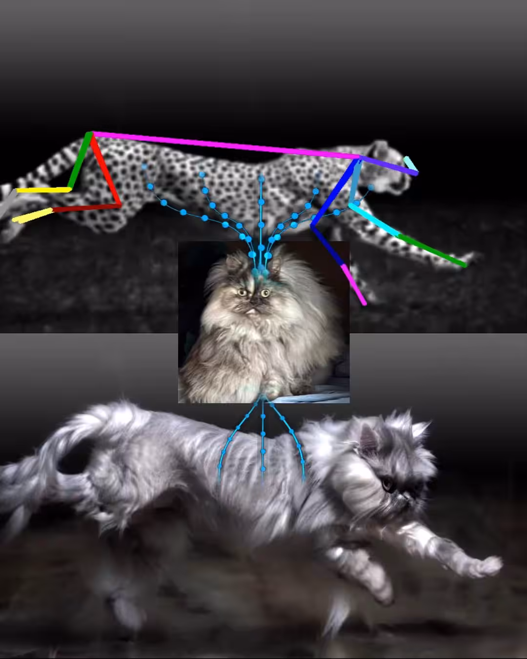 Geoffrey Lillemon - CHEETAH TO PERSIAN CAT FUR TRANSFER