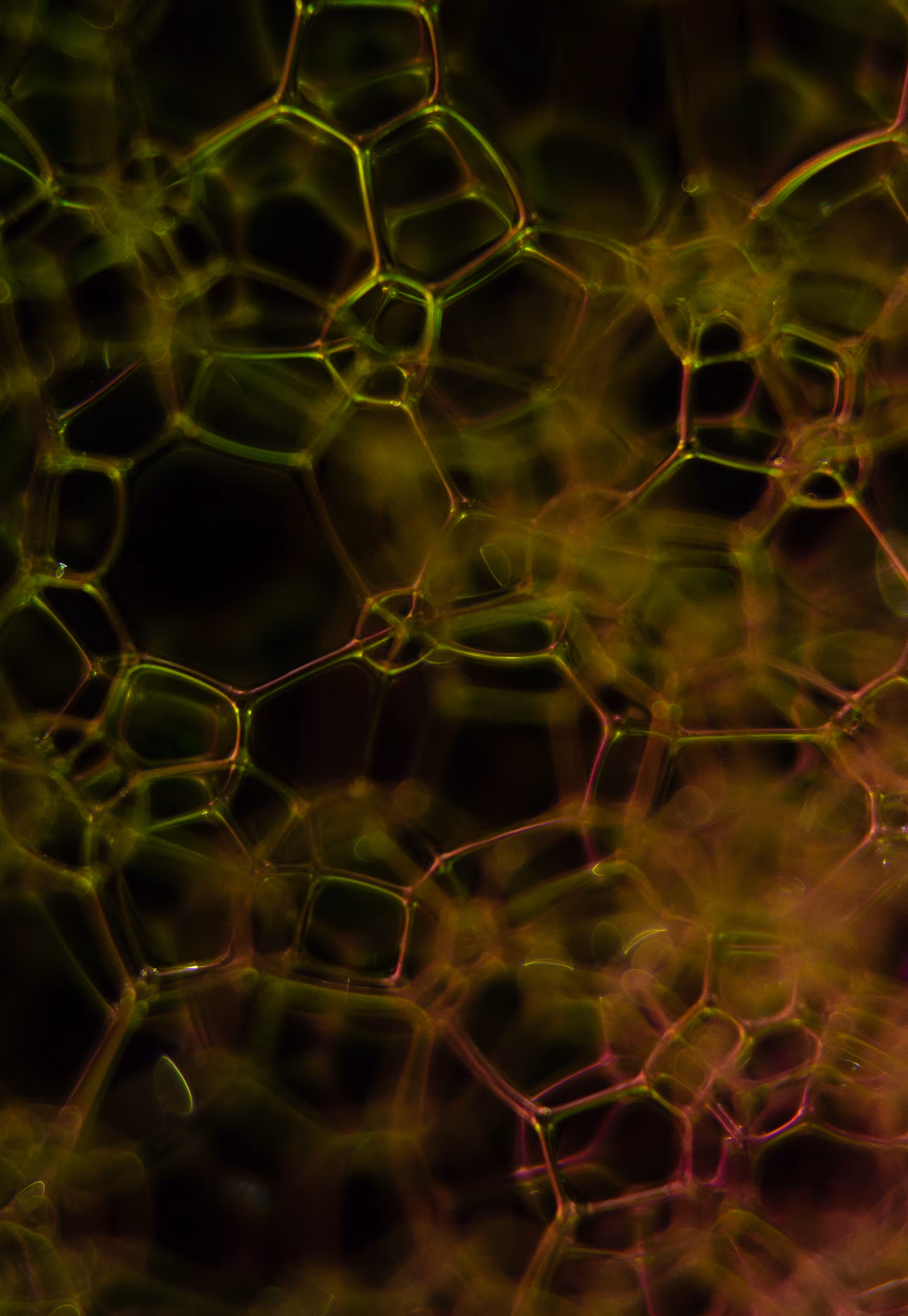 Abstract World of Soap Bubbles: #196 Bubbles