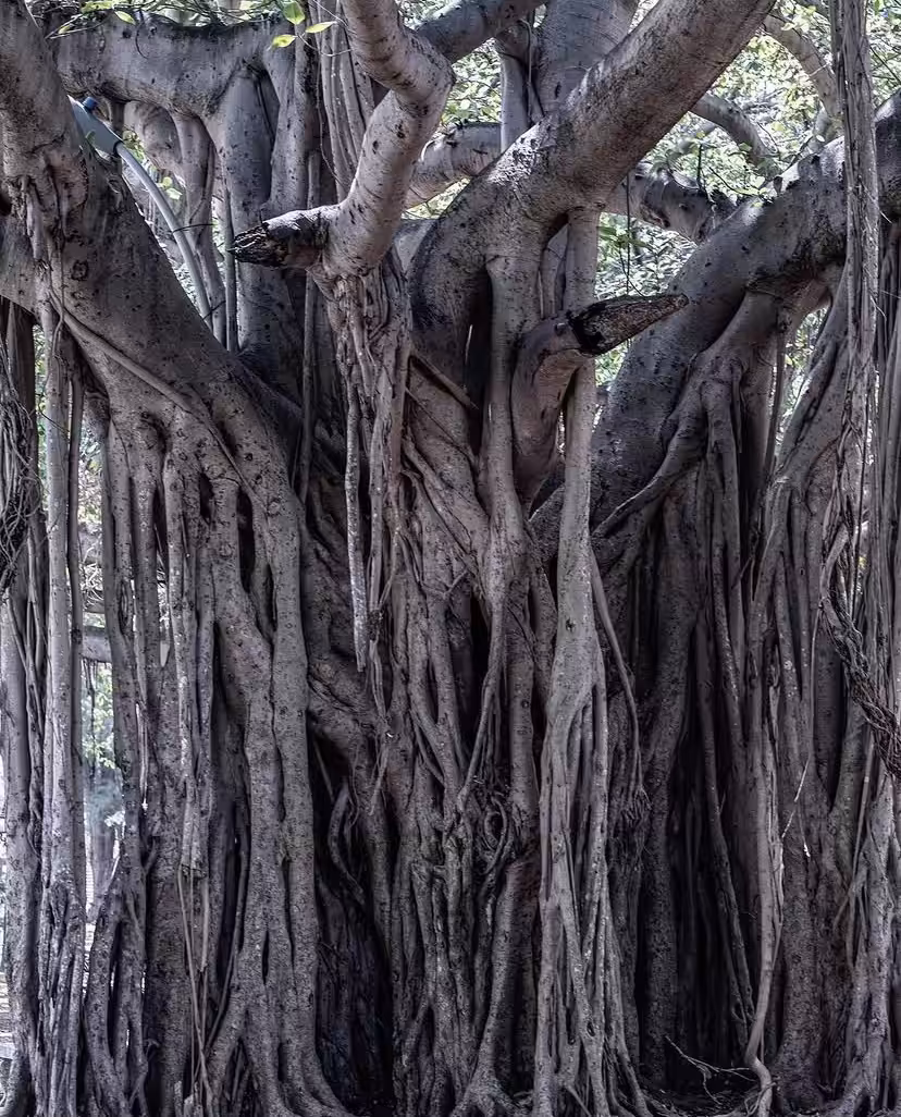 Rodeo posts: Old Banyan tree in Havana, Cuba