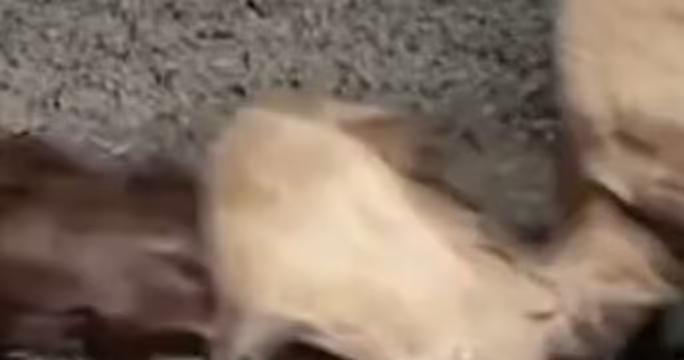 Chupacabra found in Kentucky