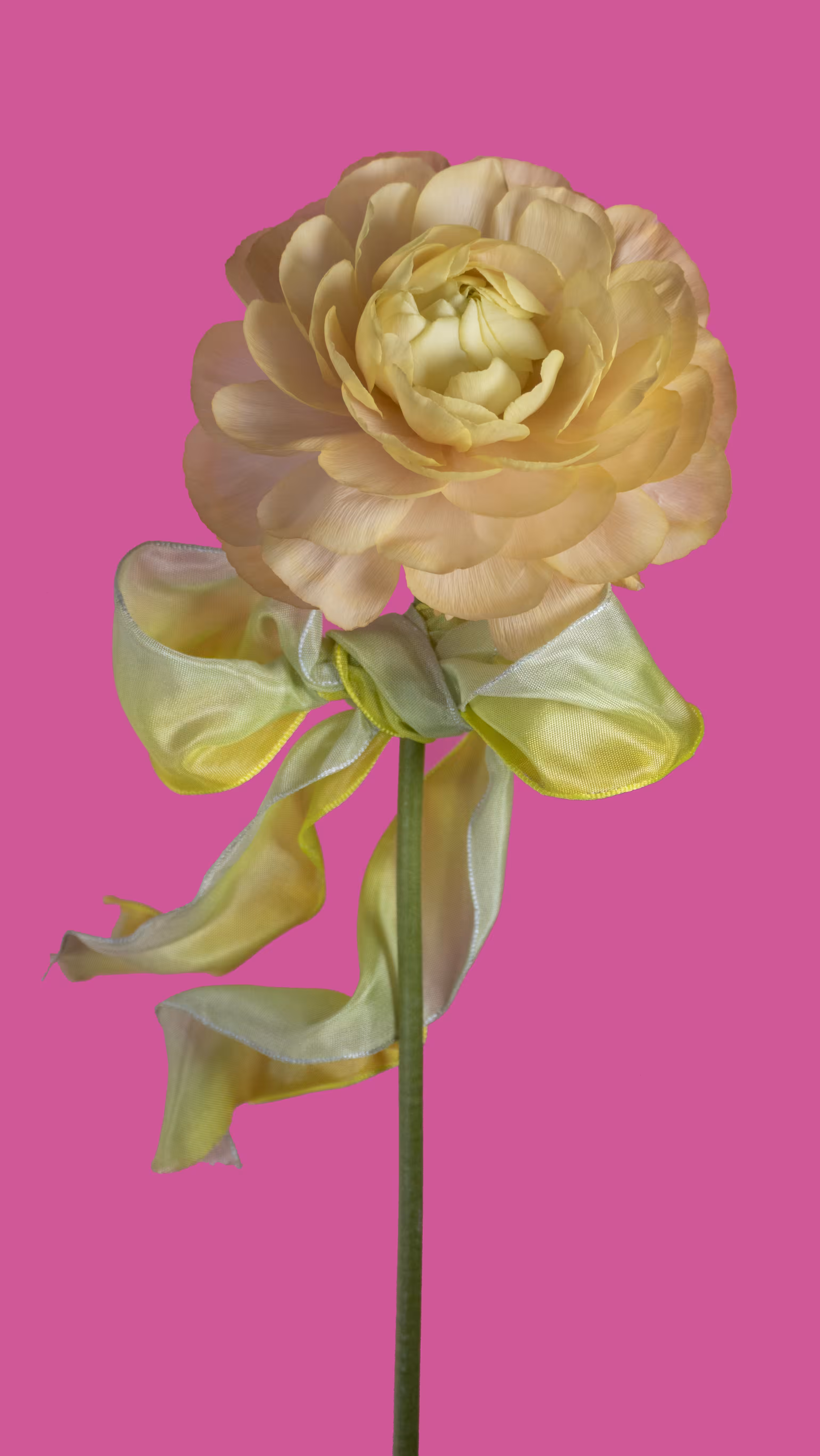 Madame de Pompadour #2