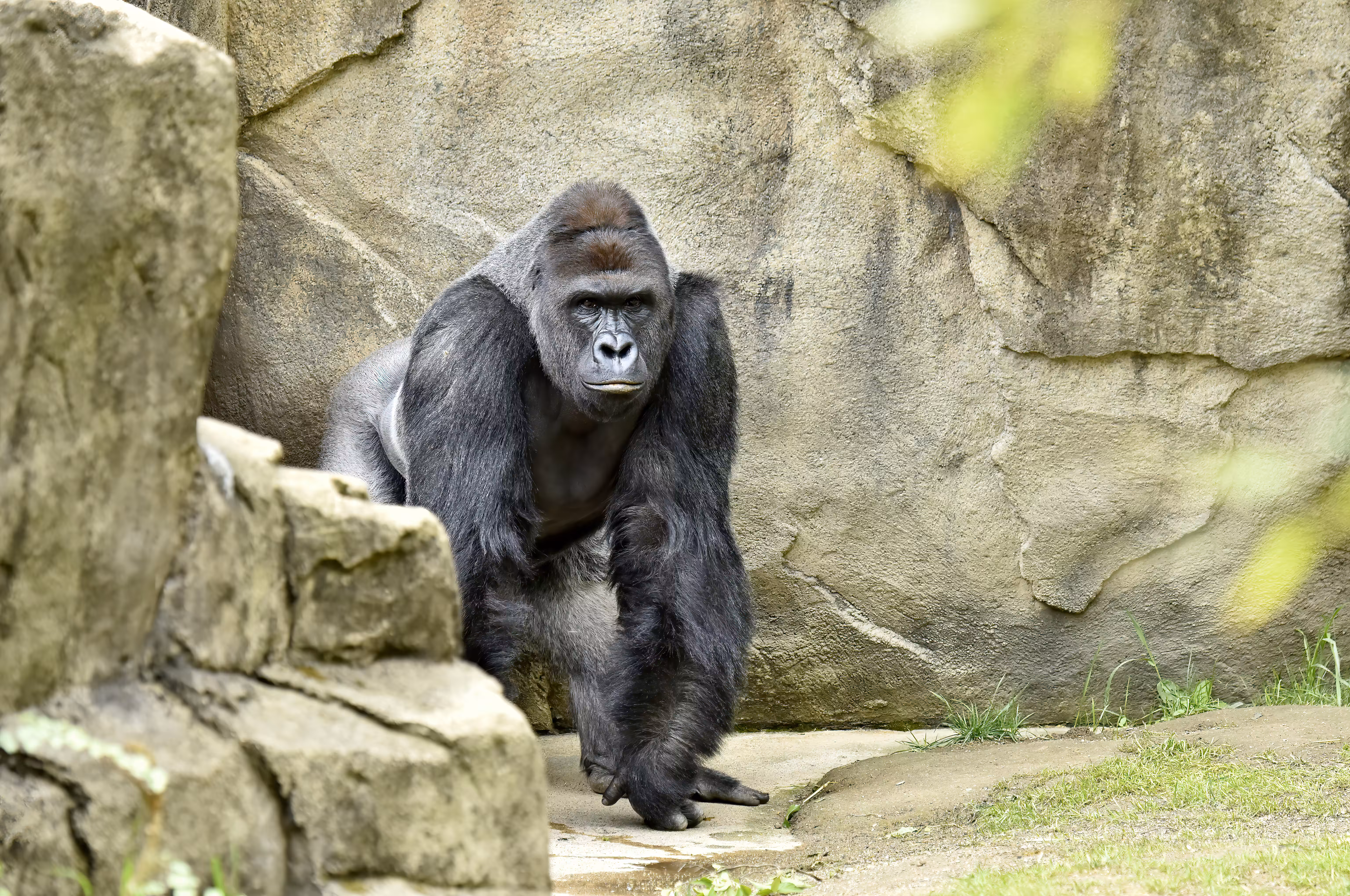 LEGENDS: HARAMBE: LEGENDS #68