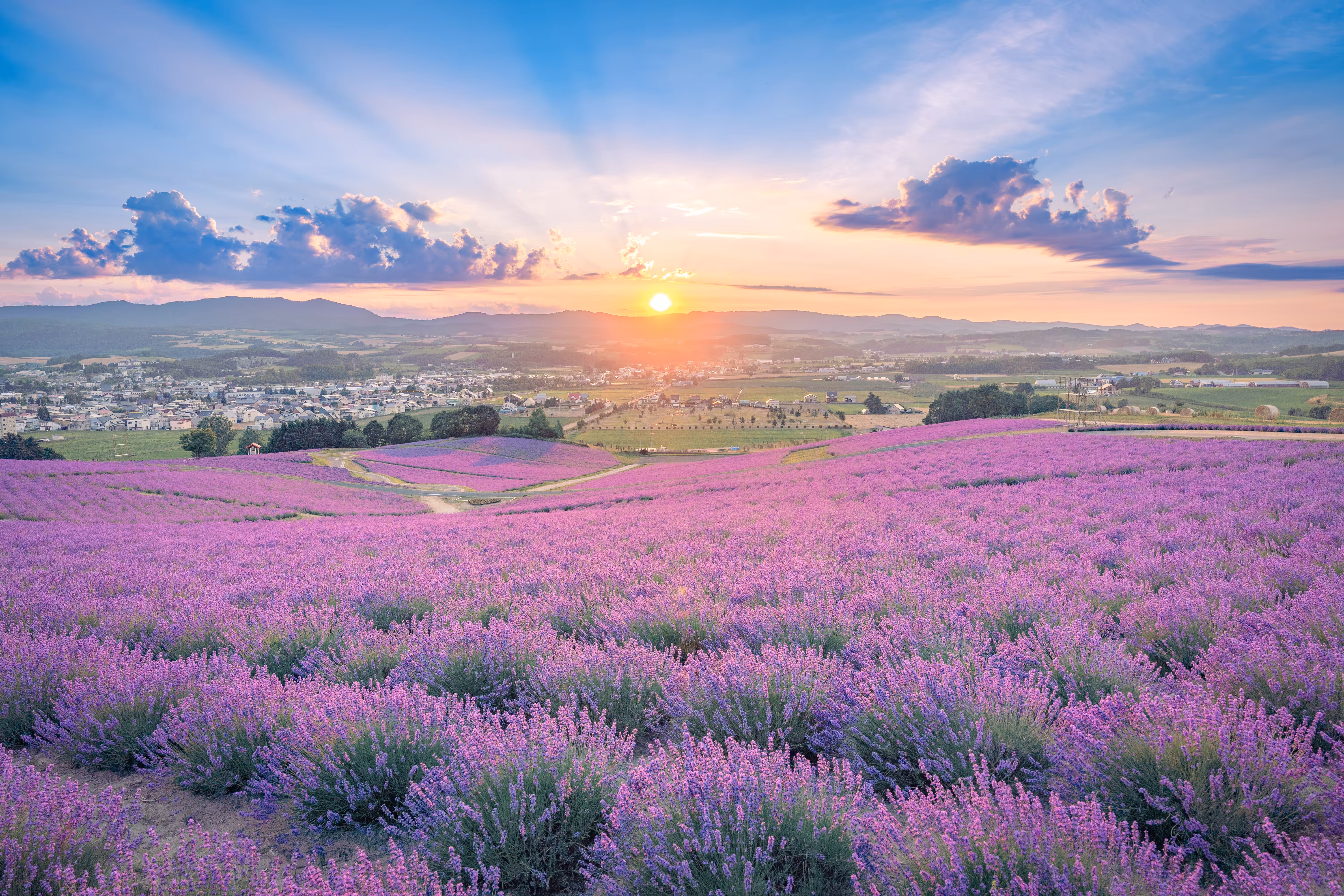 The Best View of Lavender in Japan