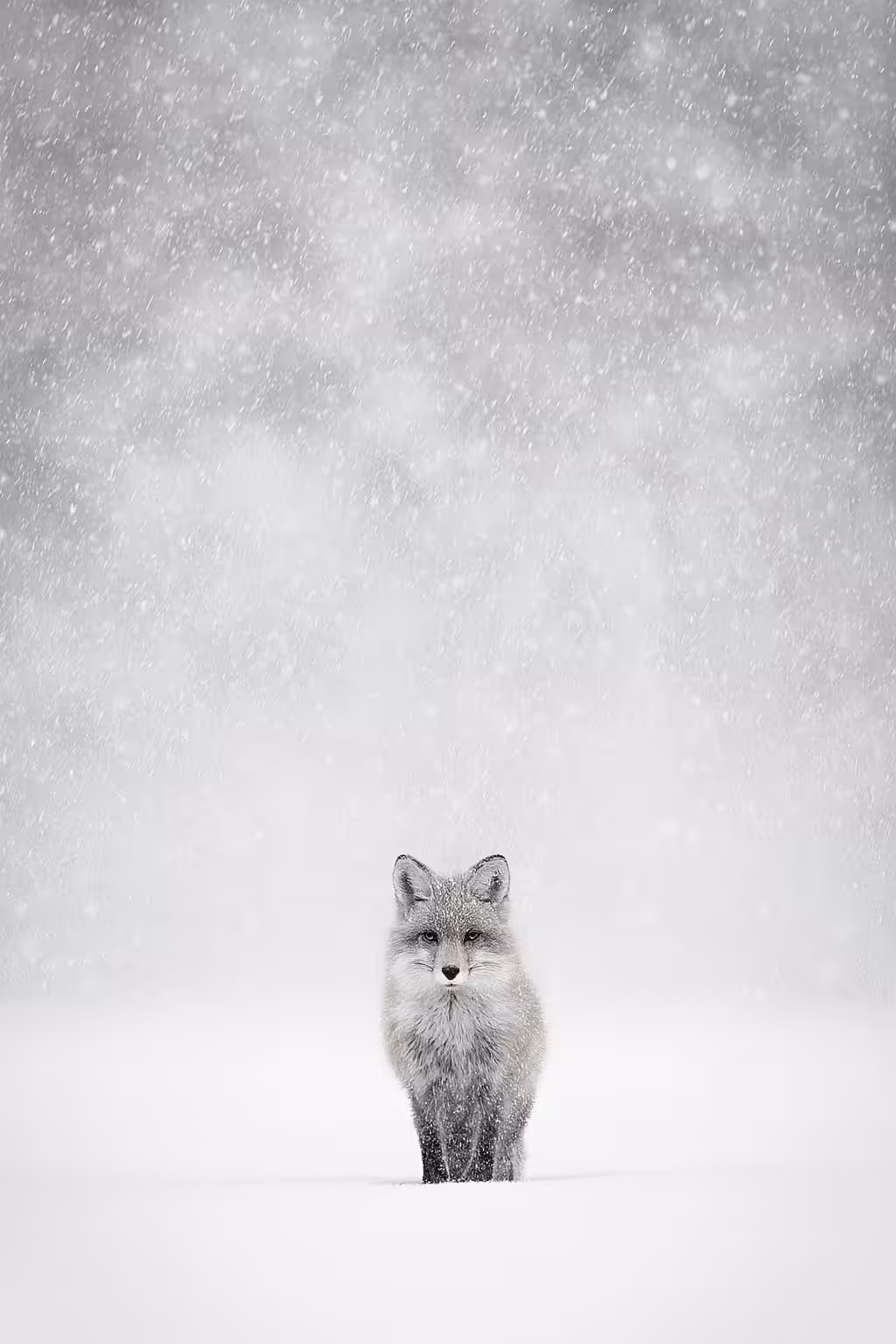 Alone in the snow