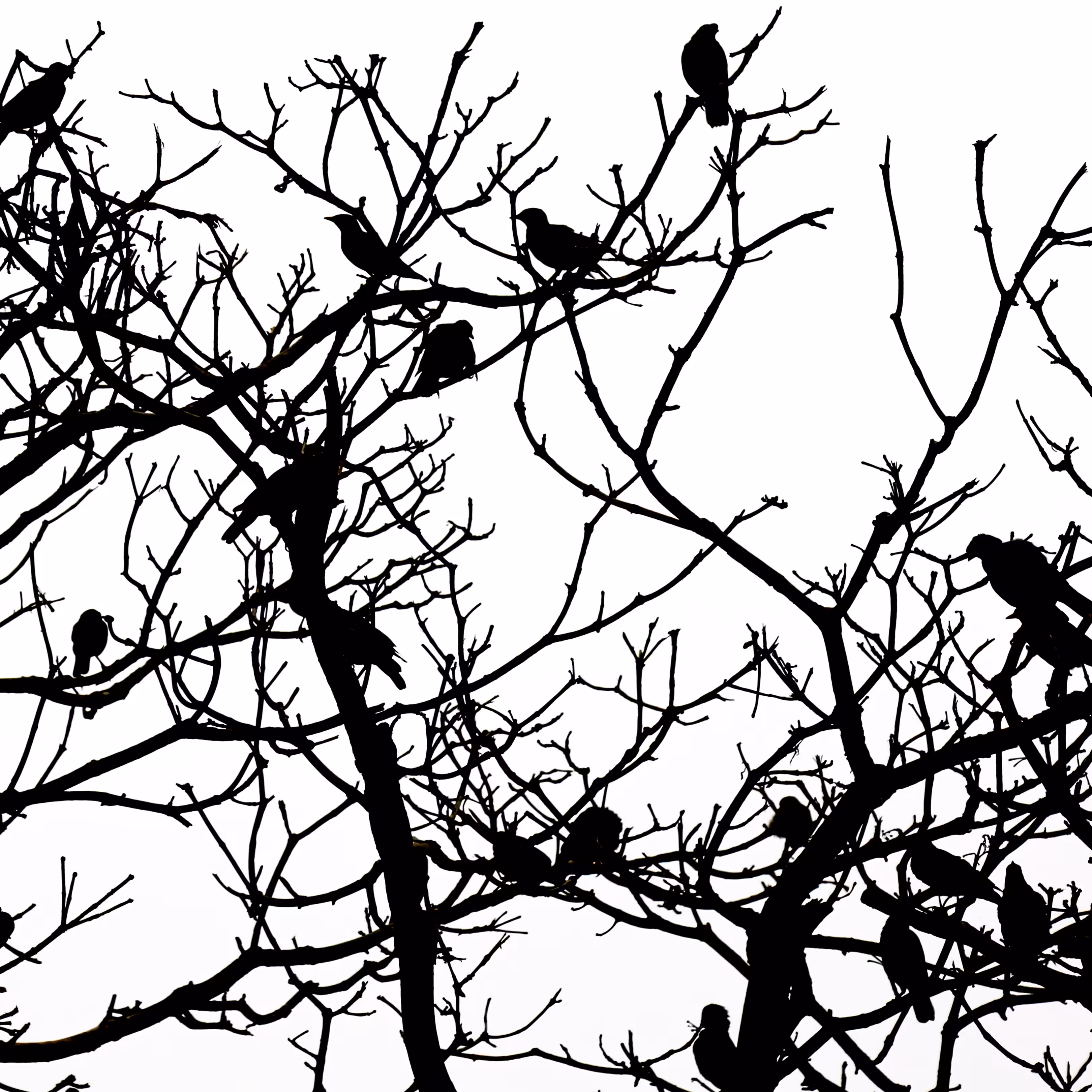 IGNIS FATUUS #13 - THE CONFERENCE OF THE BIRDS
