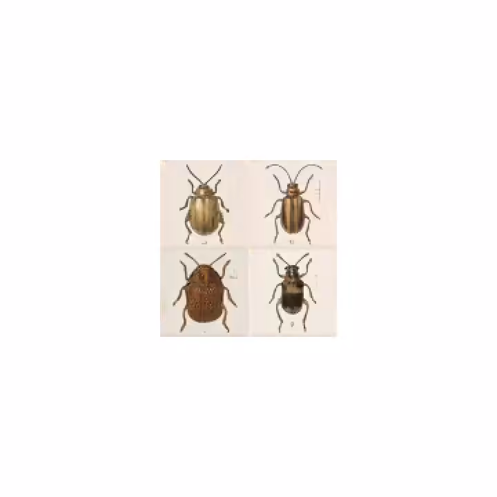 confusing coleopterists g004285 2x2
