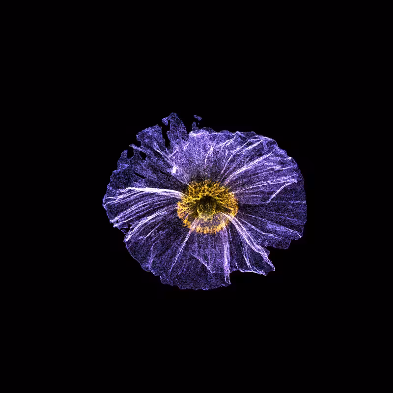 White Poppy 30 #88