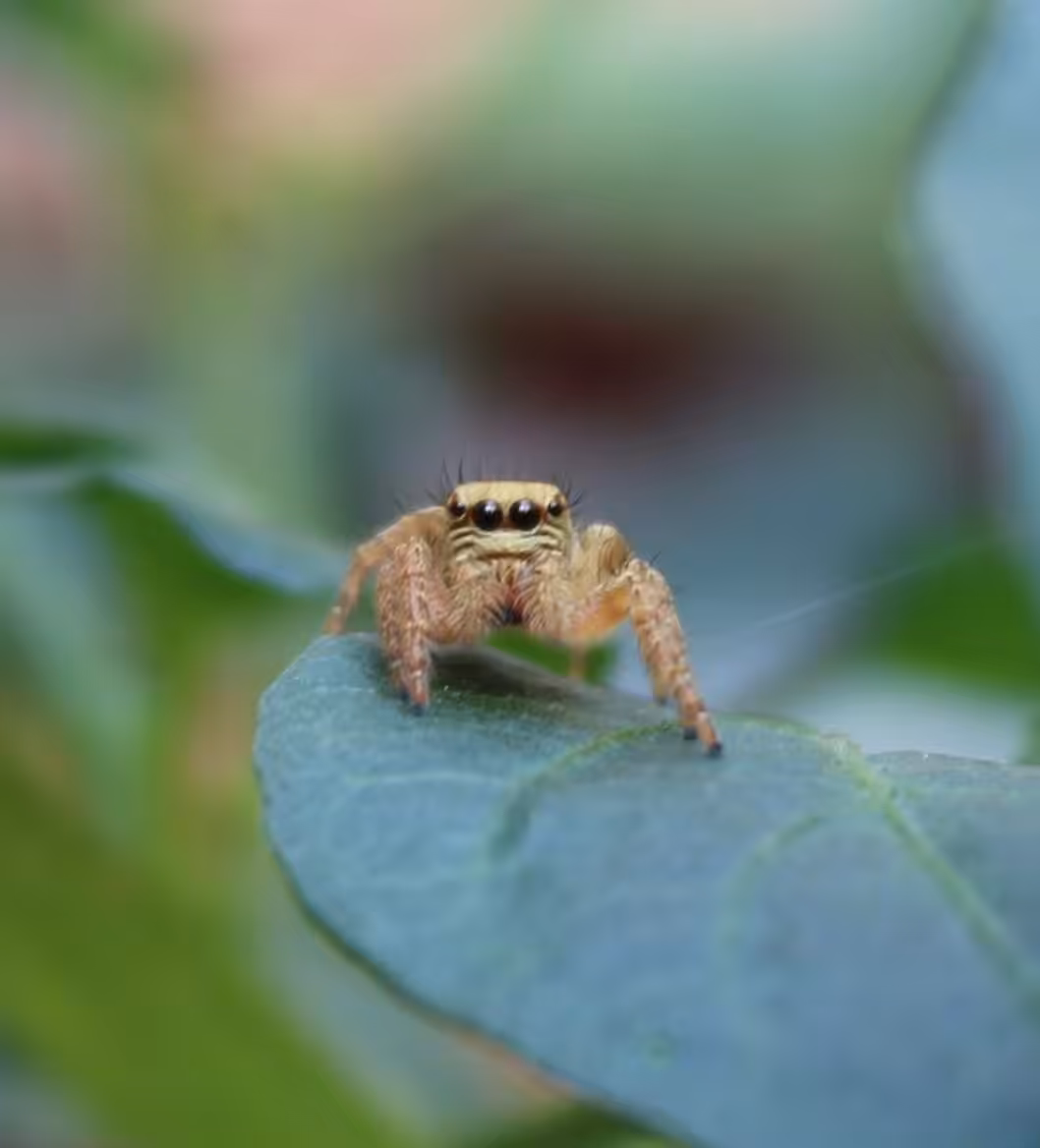 Tiny Hyllus