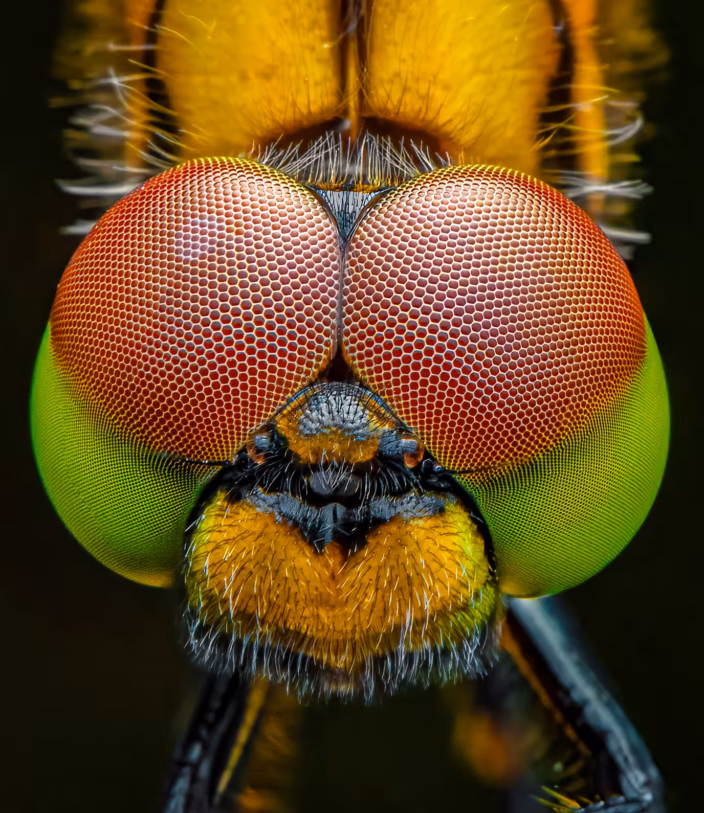 Eyes of Dragonfly