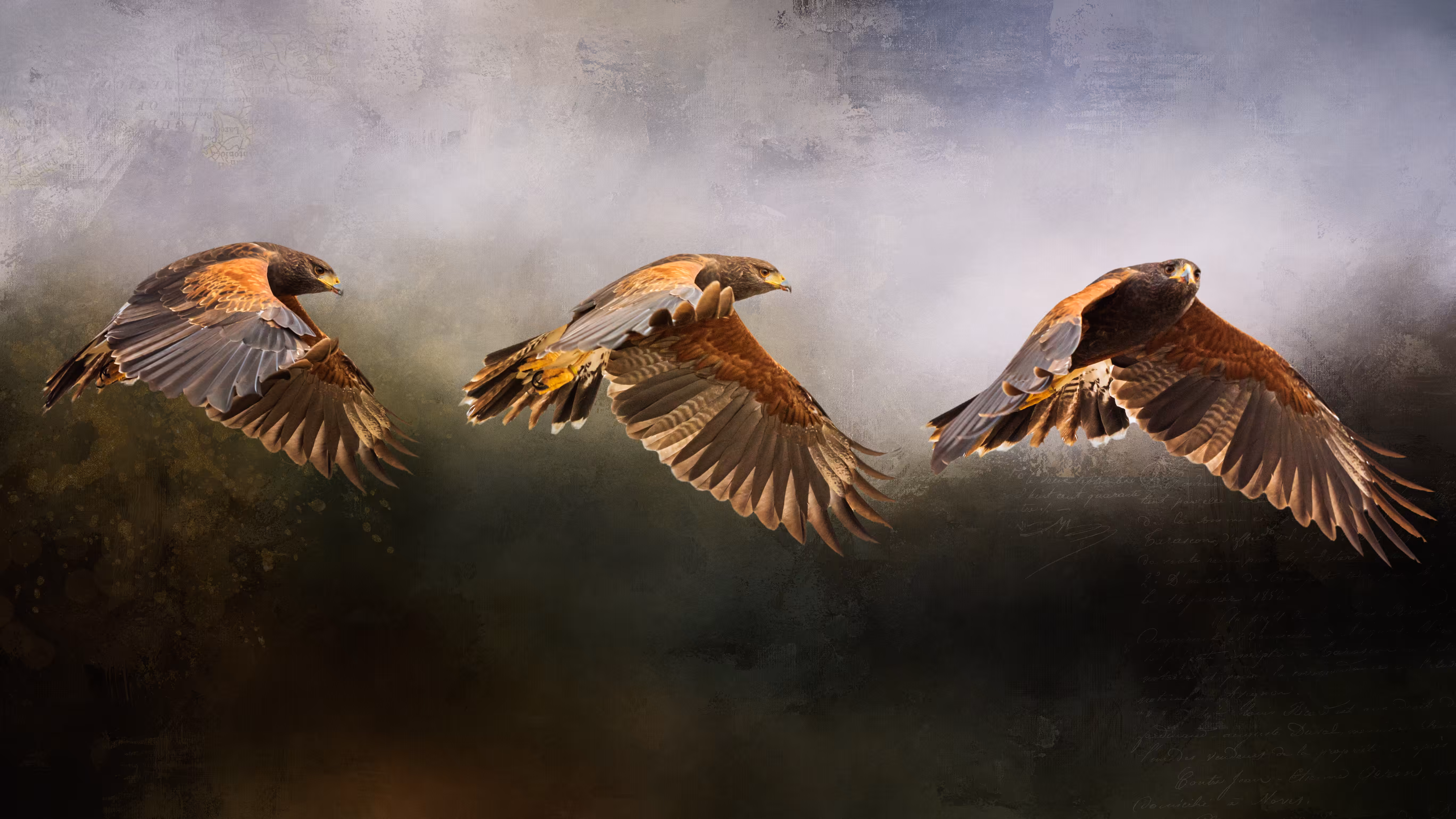 Harris' Hawk in Flight