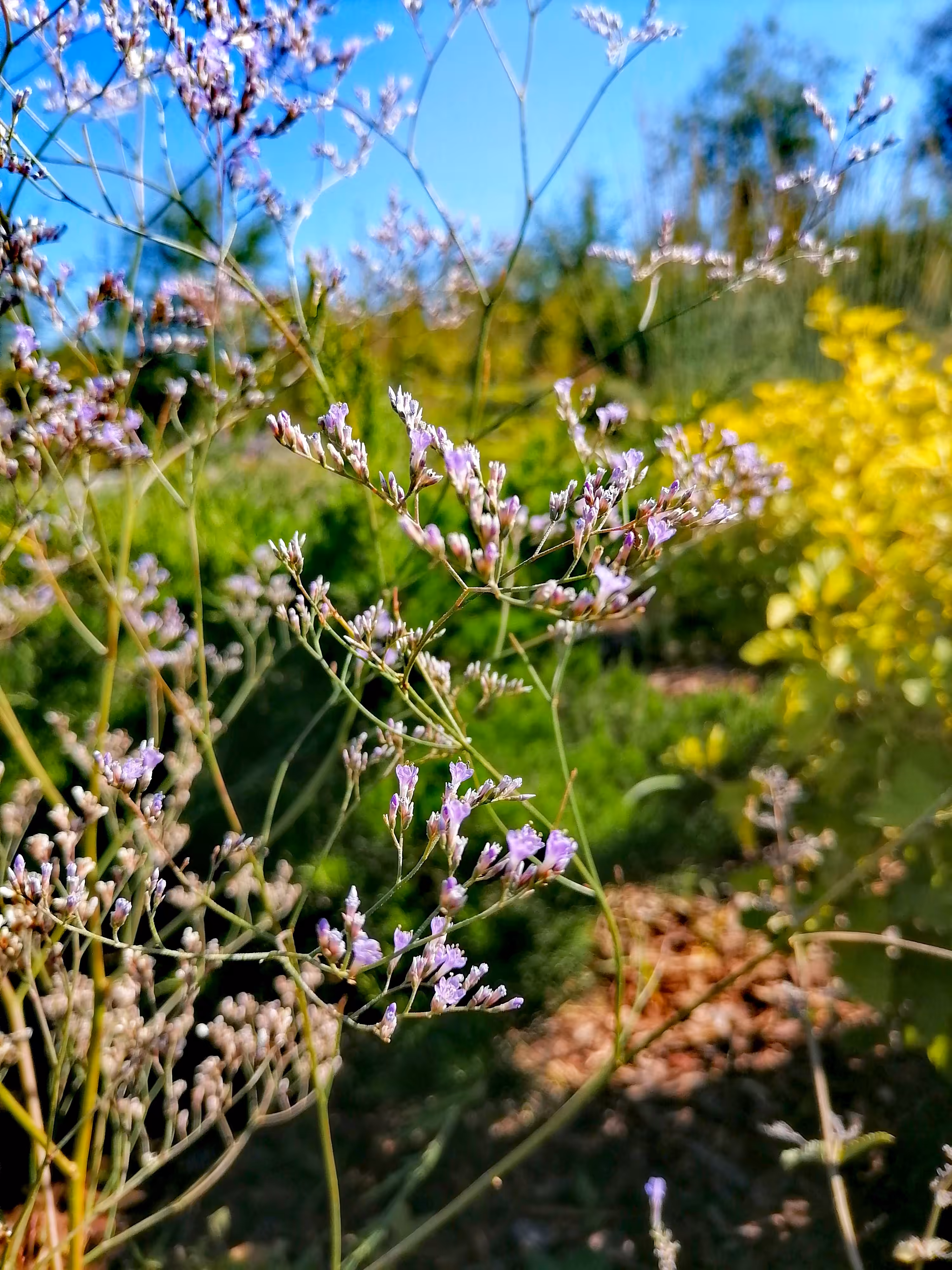 Delicate flower