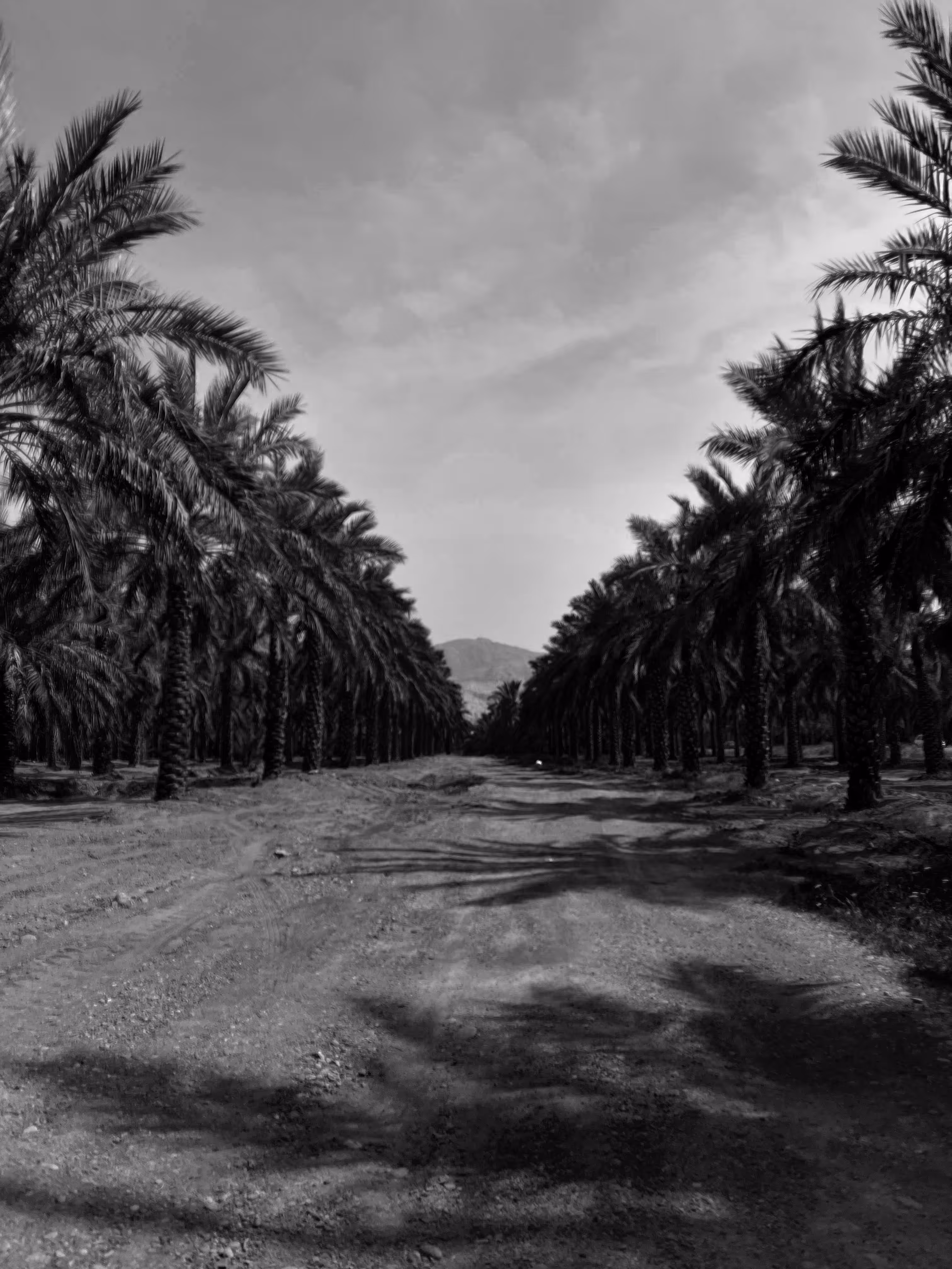 palm tree 