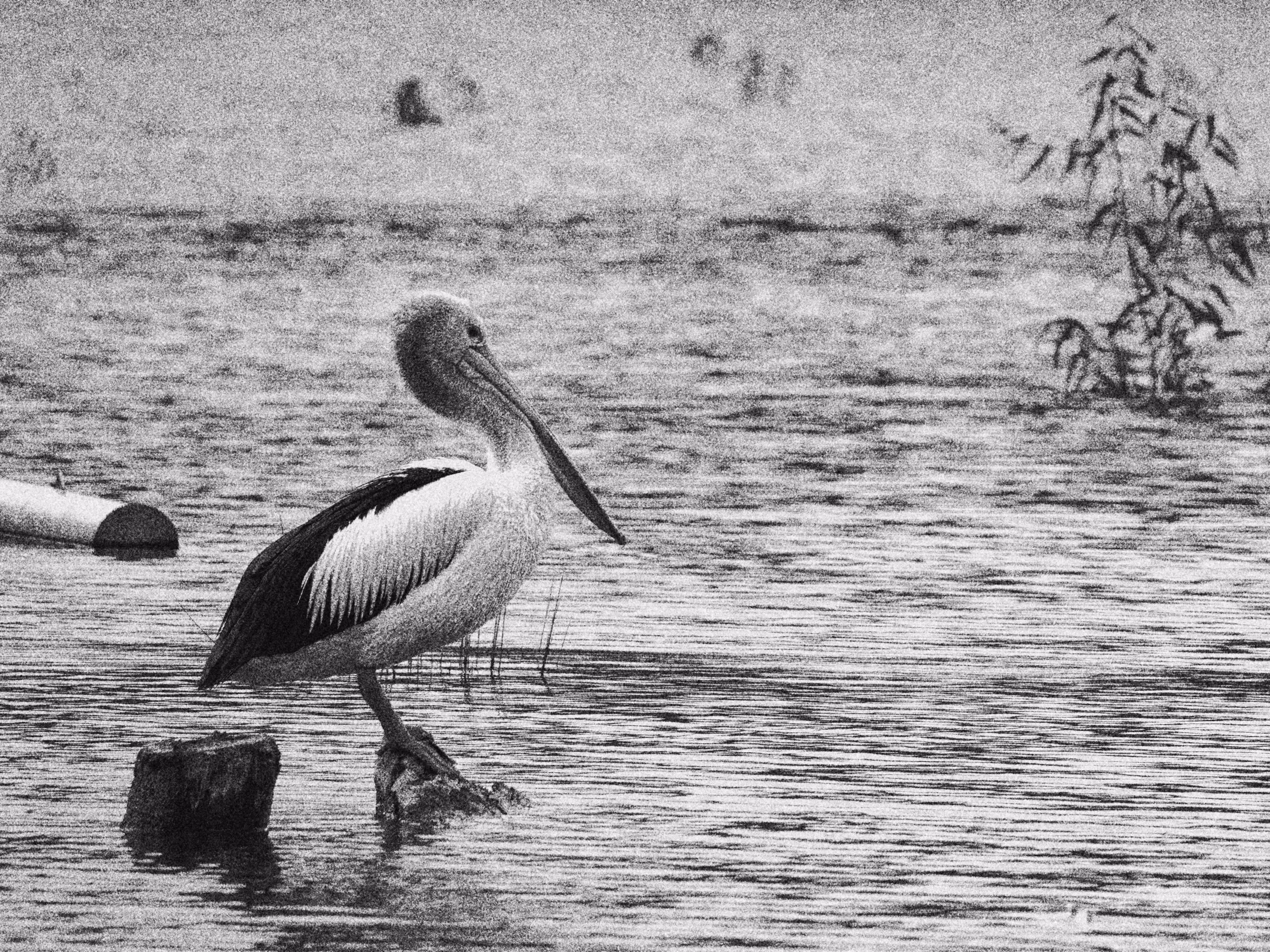Pellegrini: The Grainy Pelican