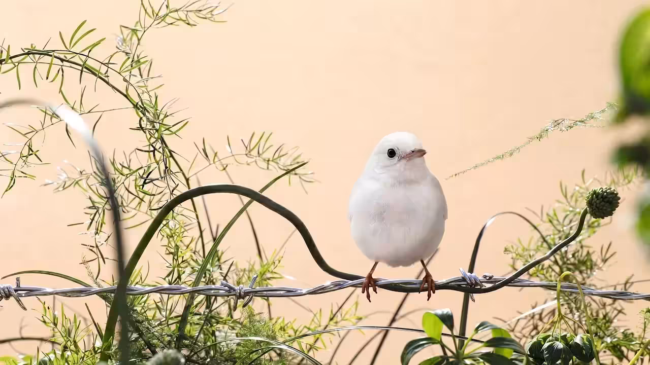 Birds Observations: Biscotti, In the Tangle
