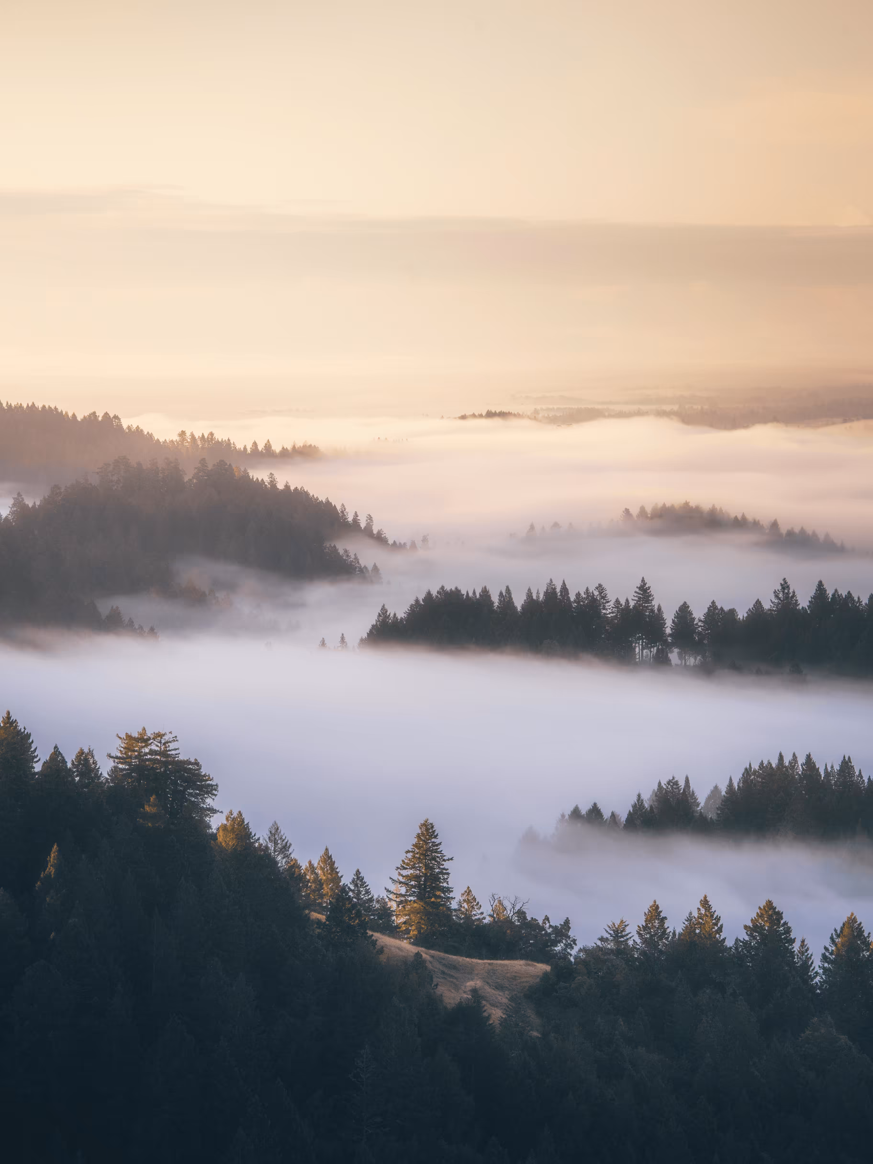 A Symphony of Fog #31
