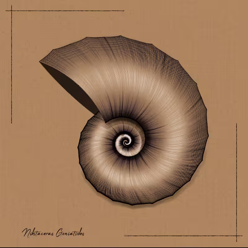 Ammonites #97