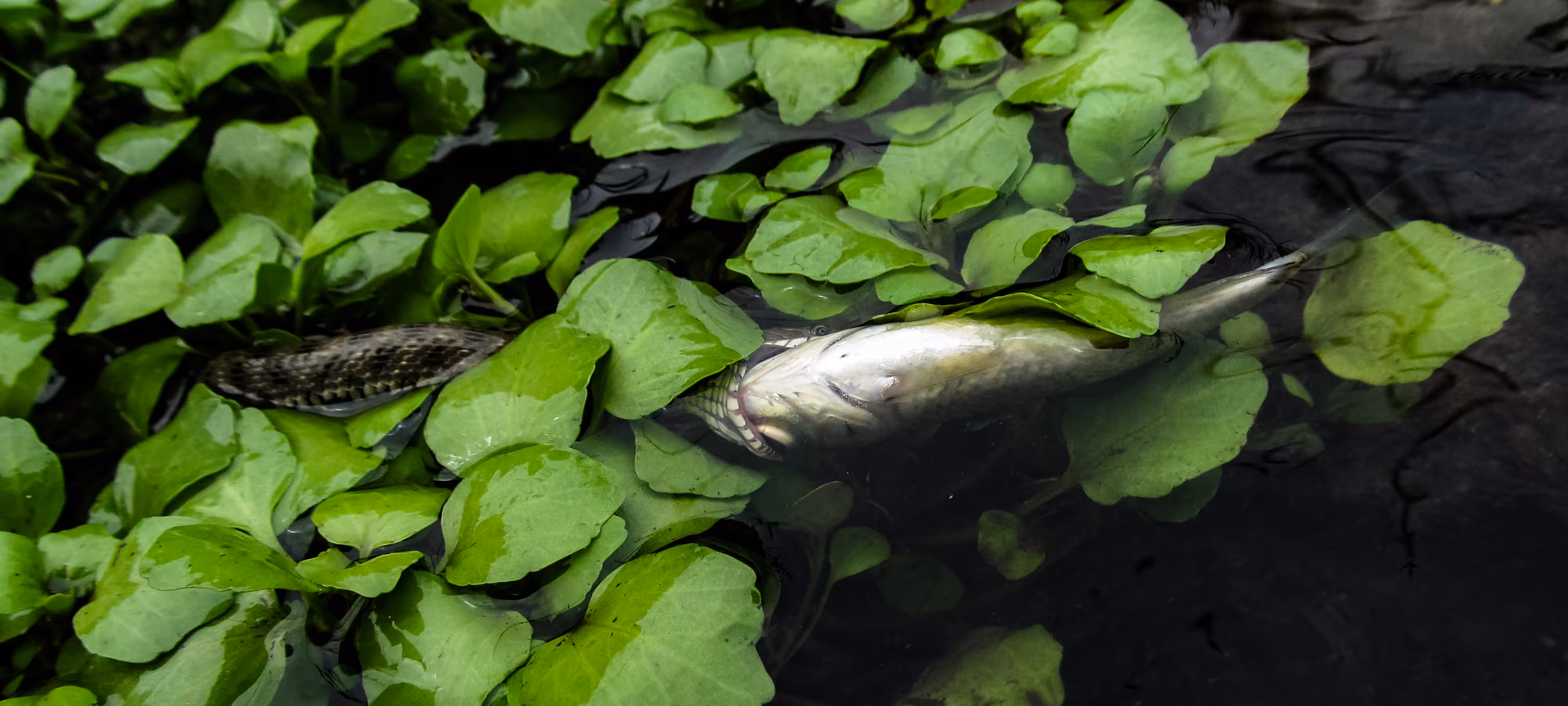 Watersnake .01