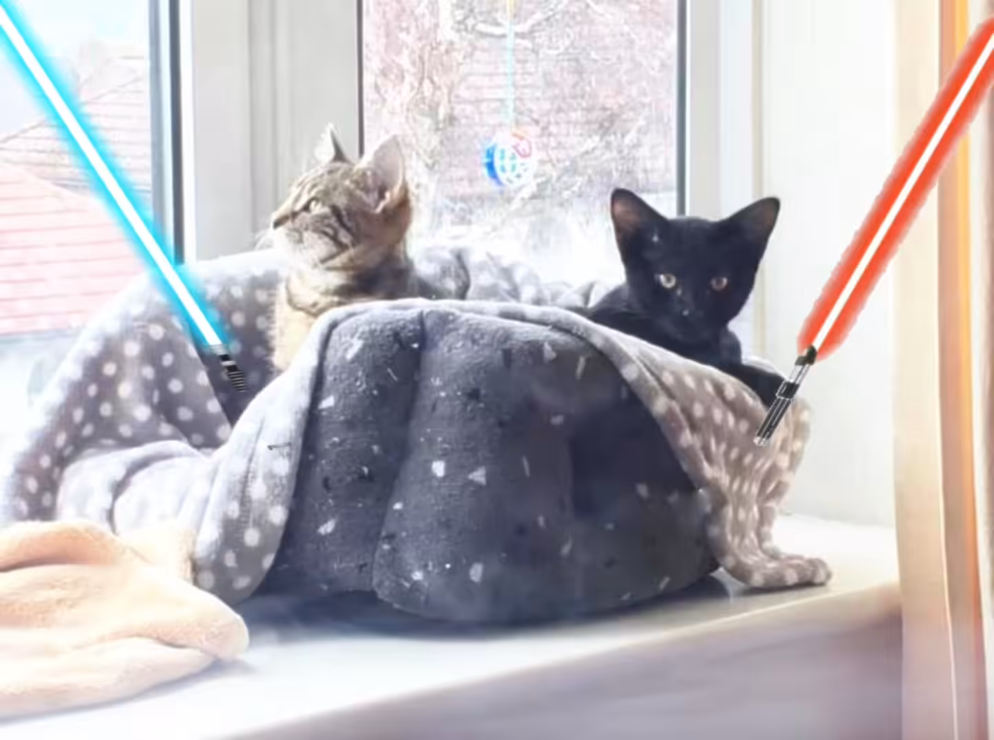 Jedi Kittens