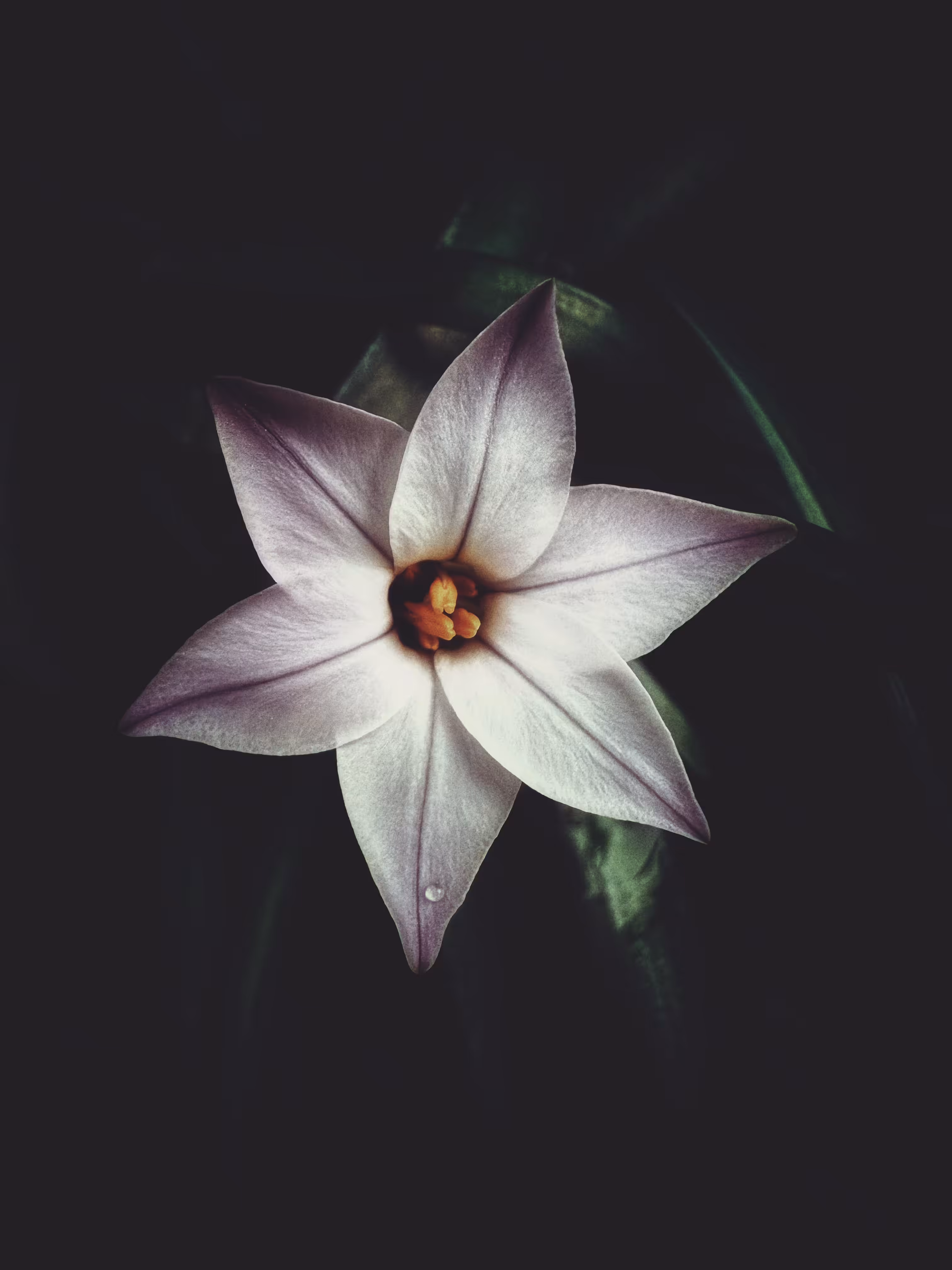 Night Star