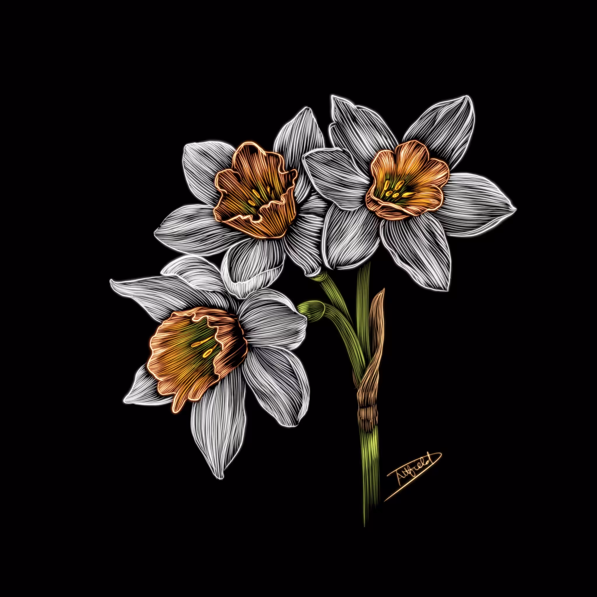 Daffodil