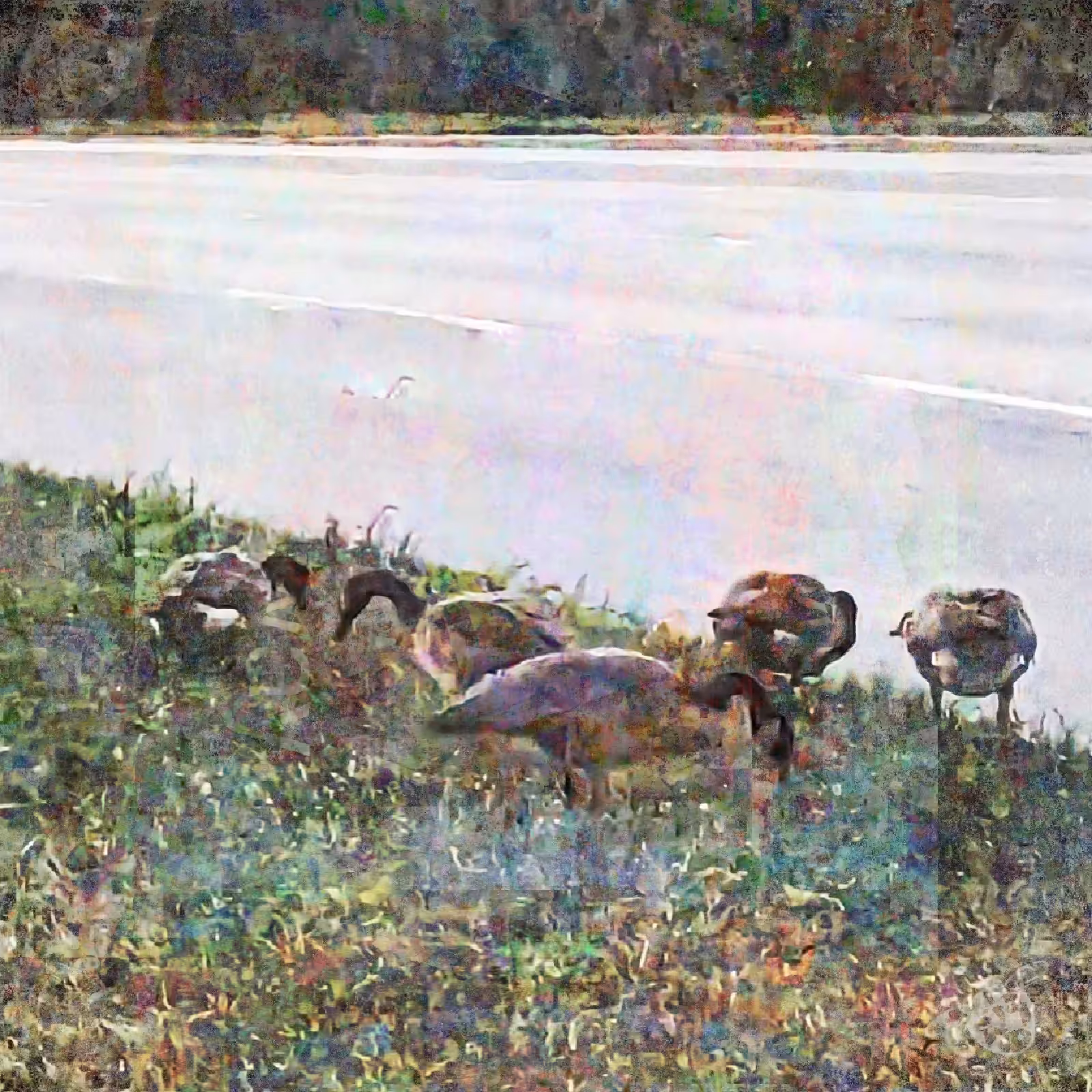 Geese