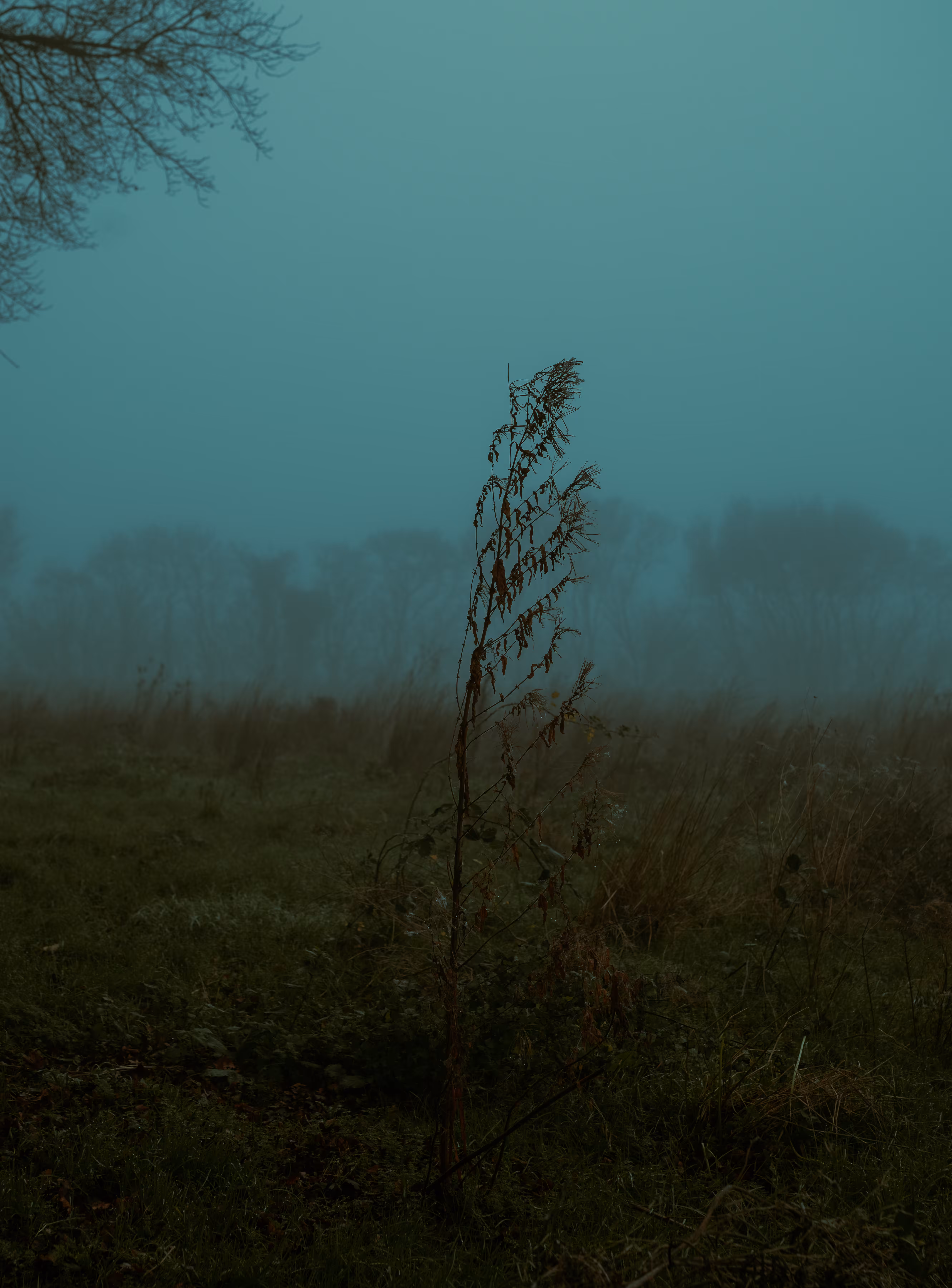 Abandoned nature