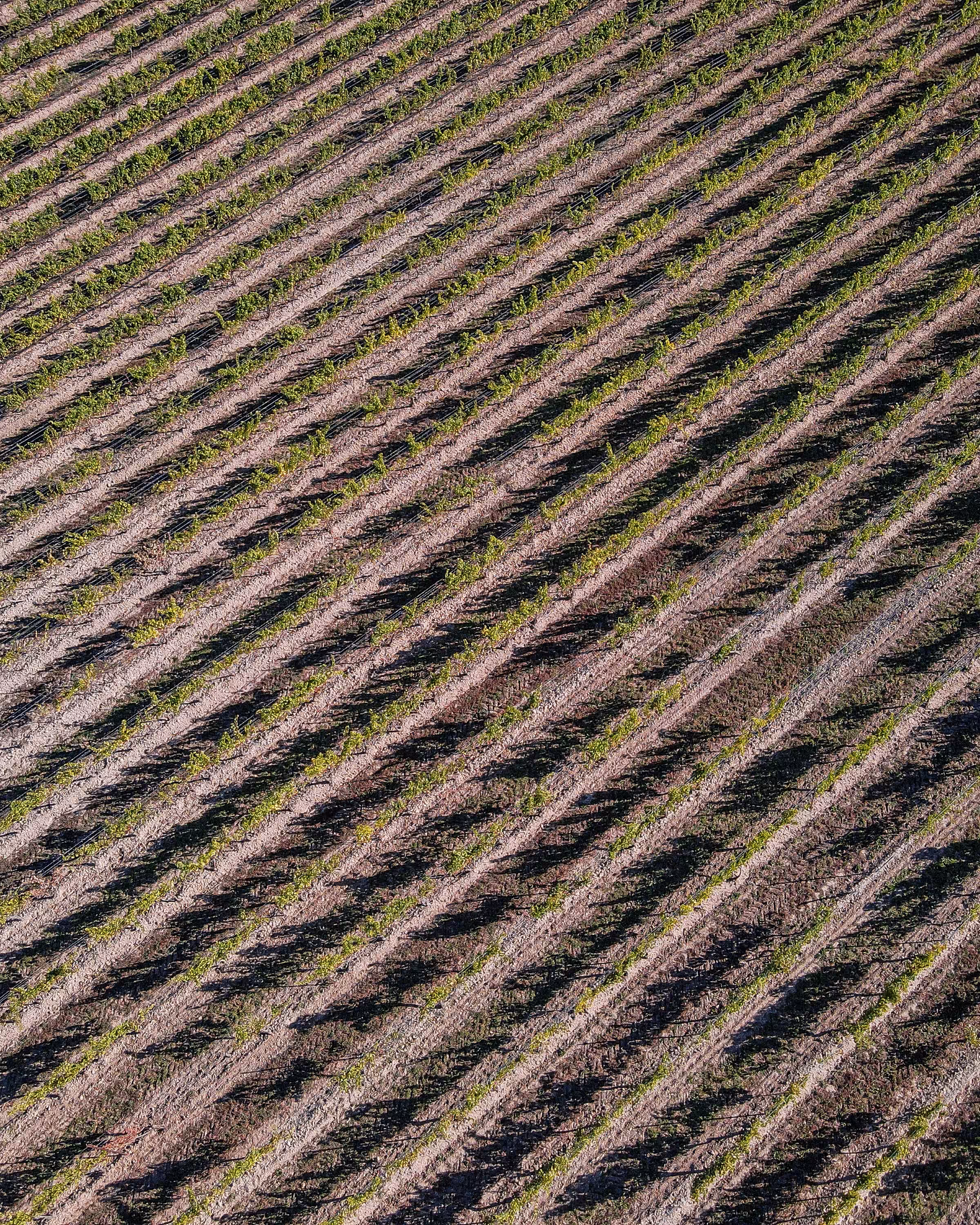 Vines Lines