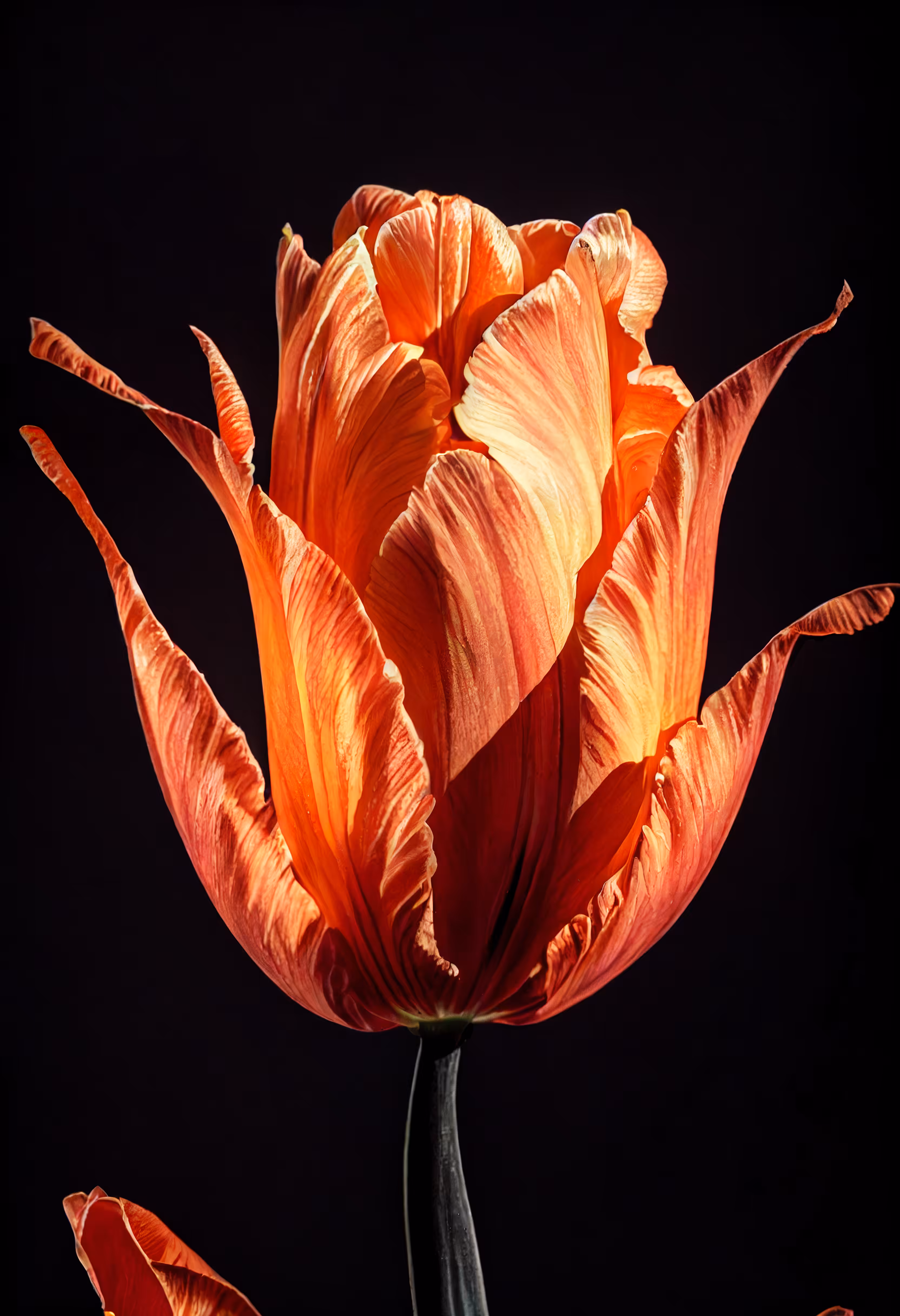 A Flower, Just For You. #106