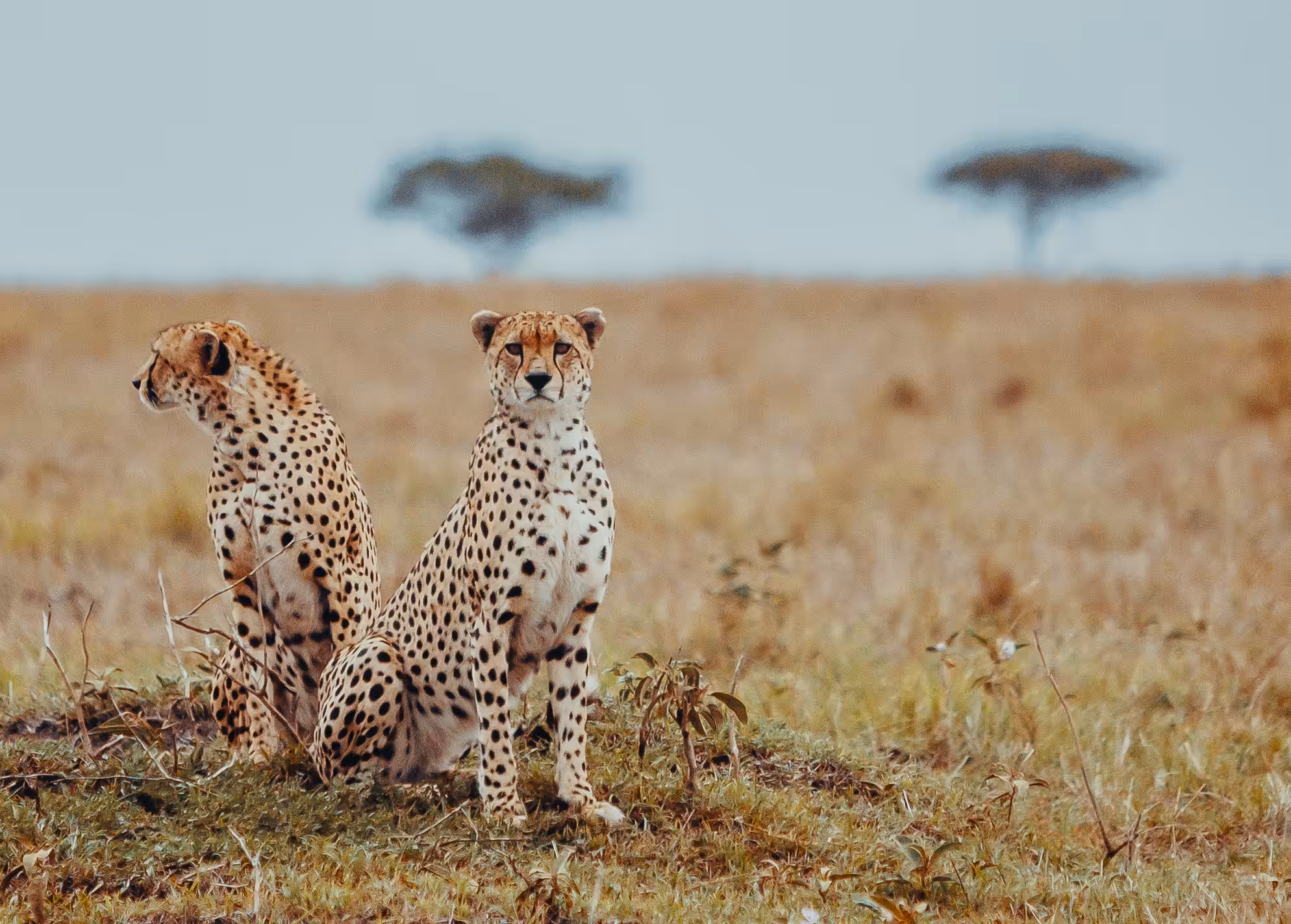 WINGMAN