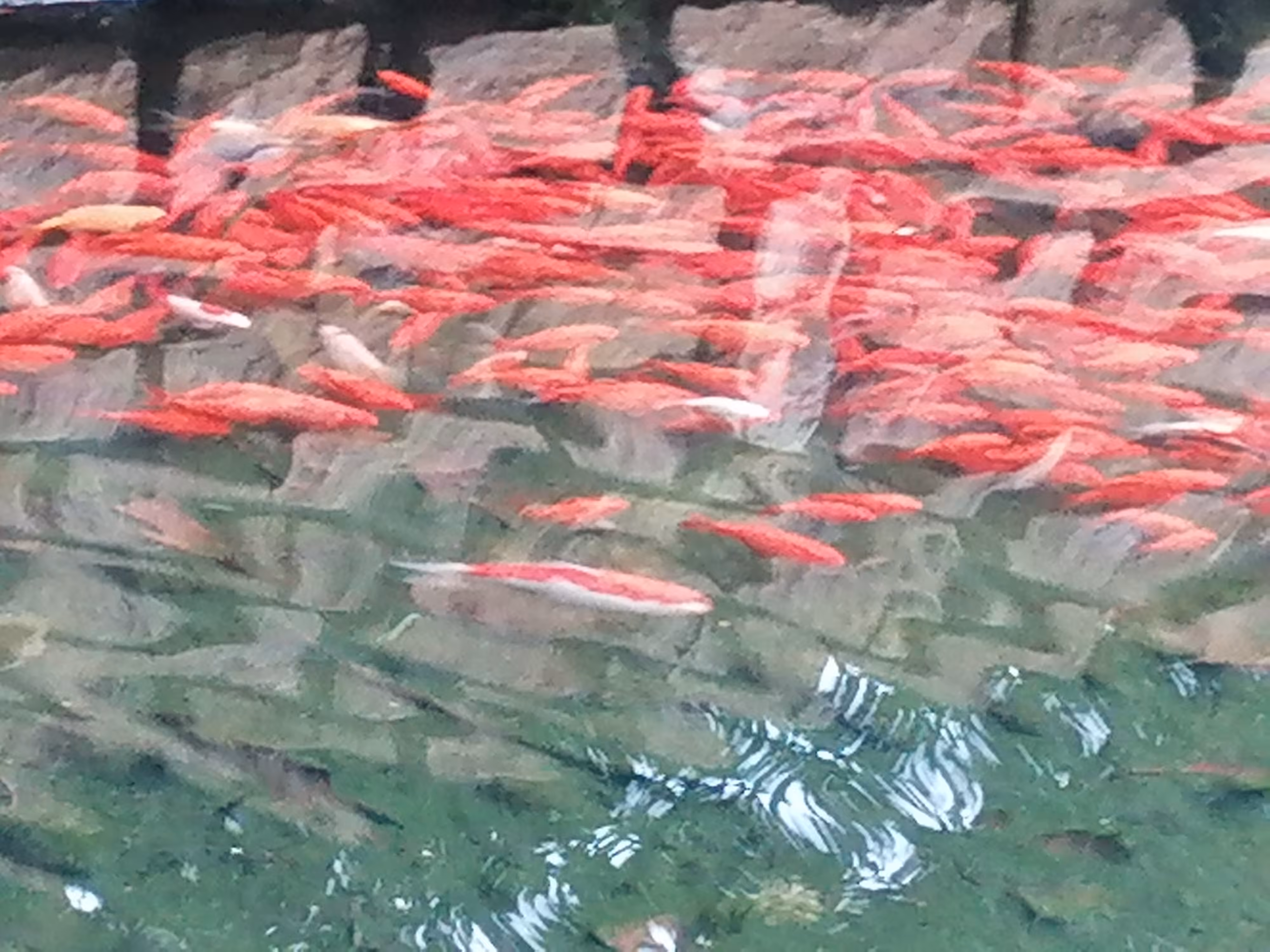 The Happy Valley: "Red Fish Reverie"