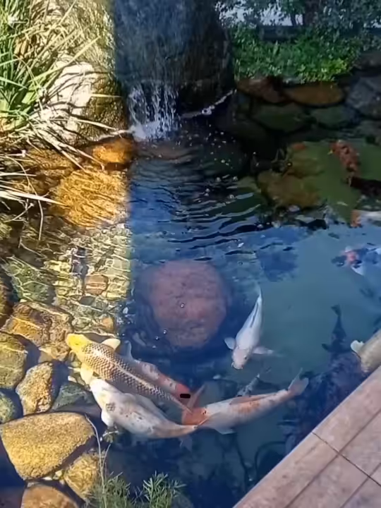 Koi