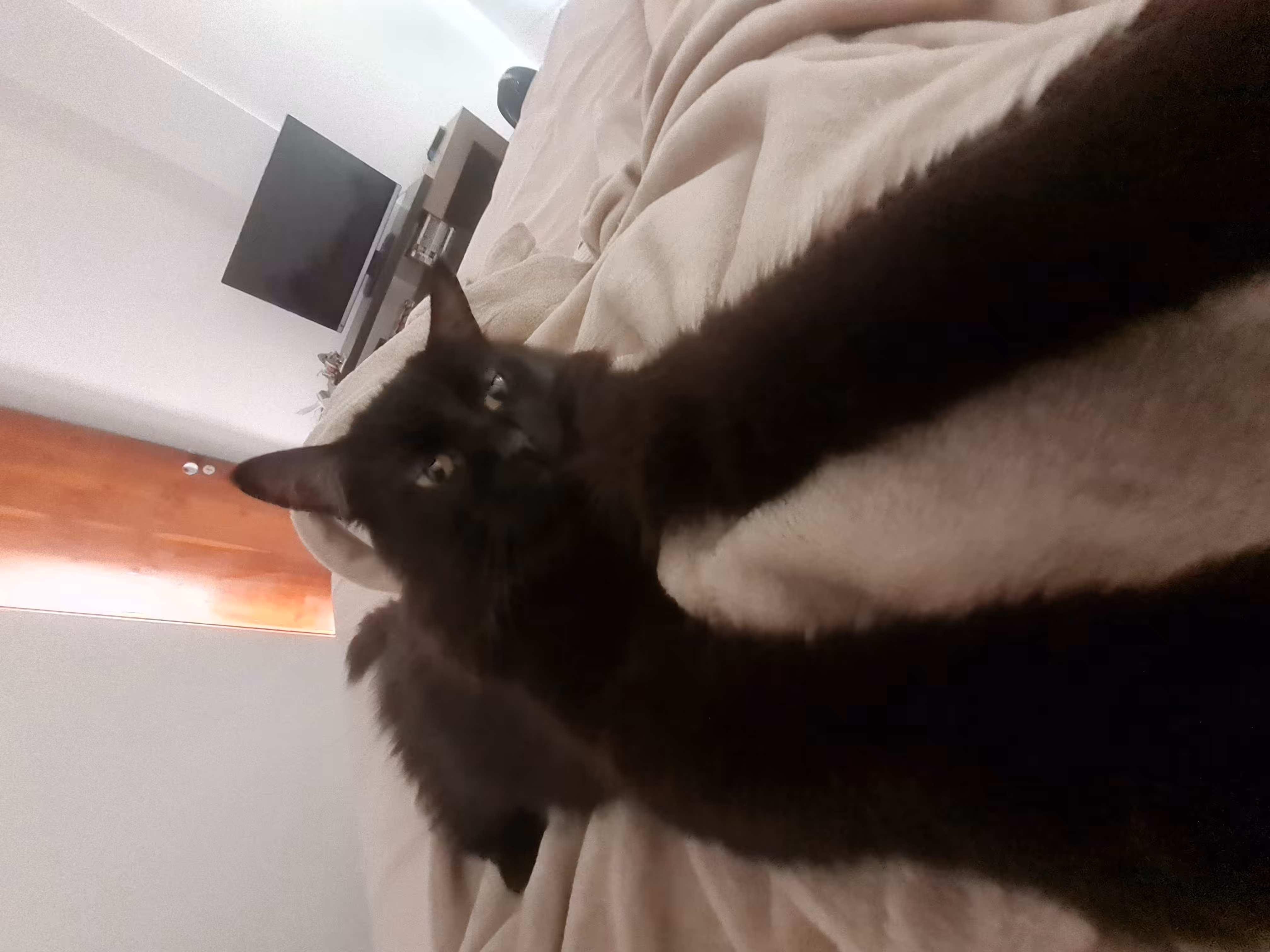 Rodeo posts: longboy