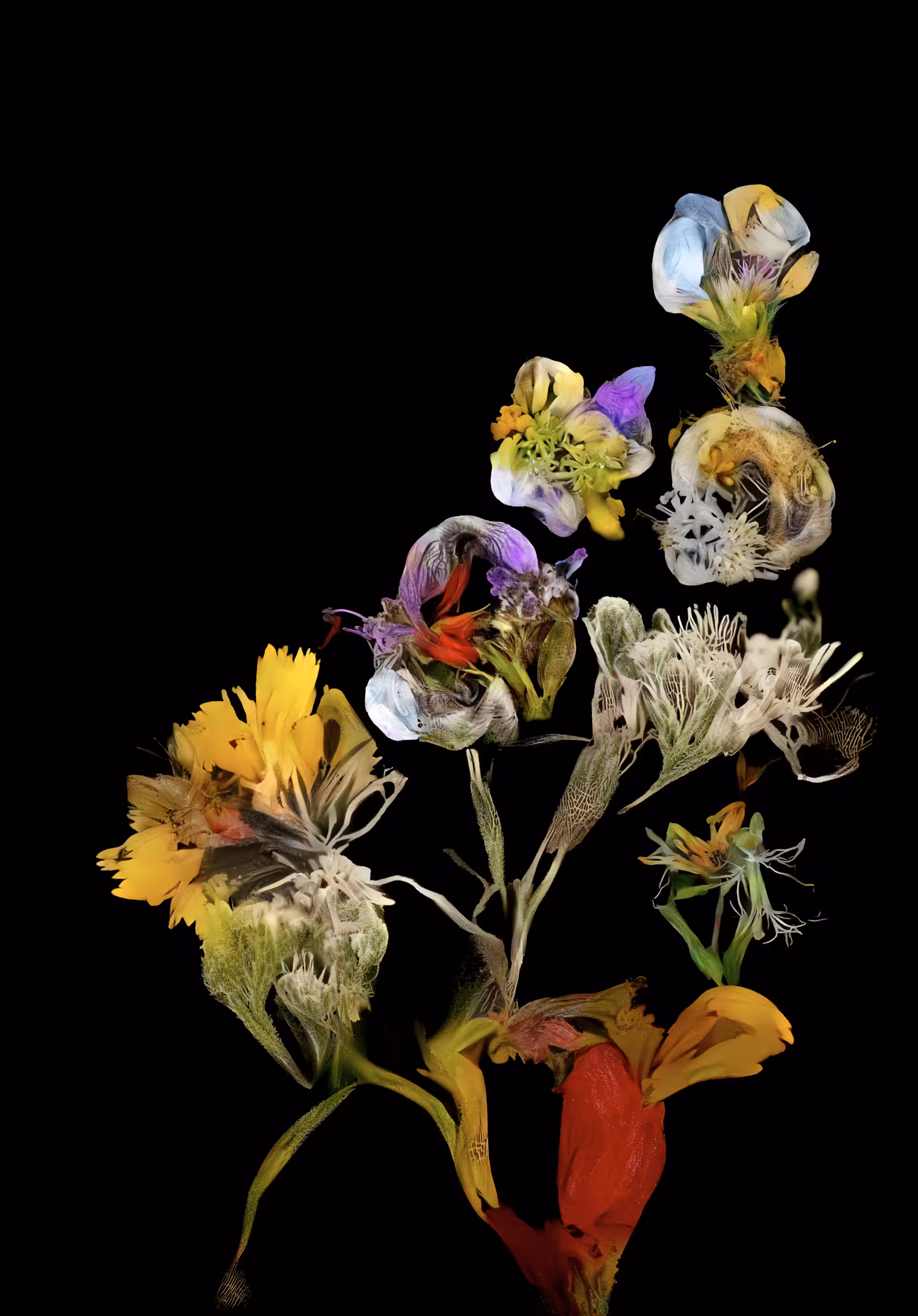 hedgerow still life