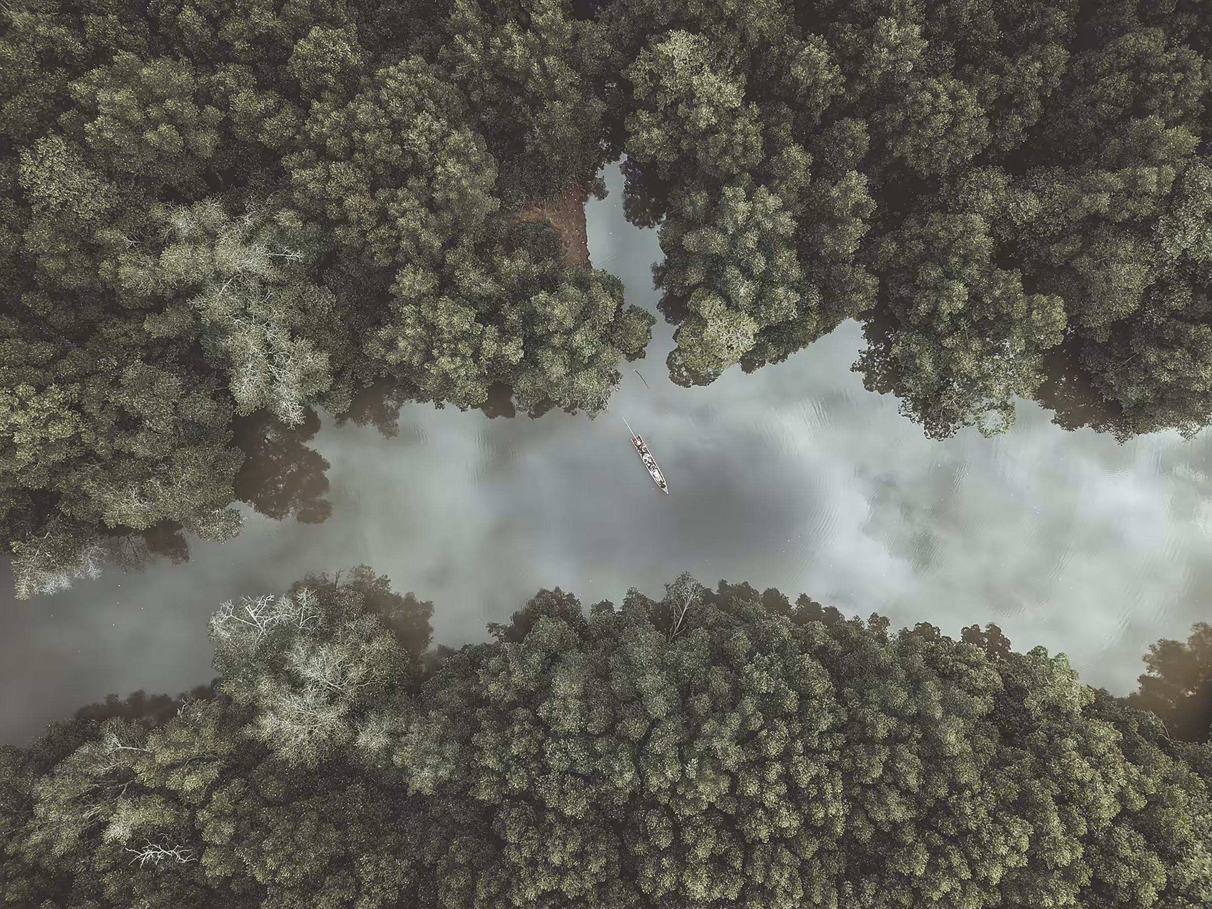The Mangrove Forest : Lungs Of The Earth