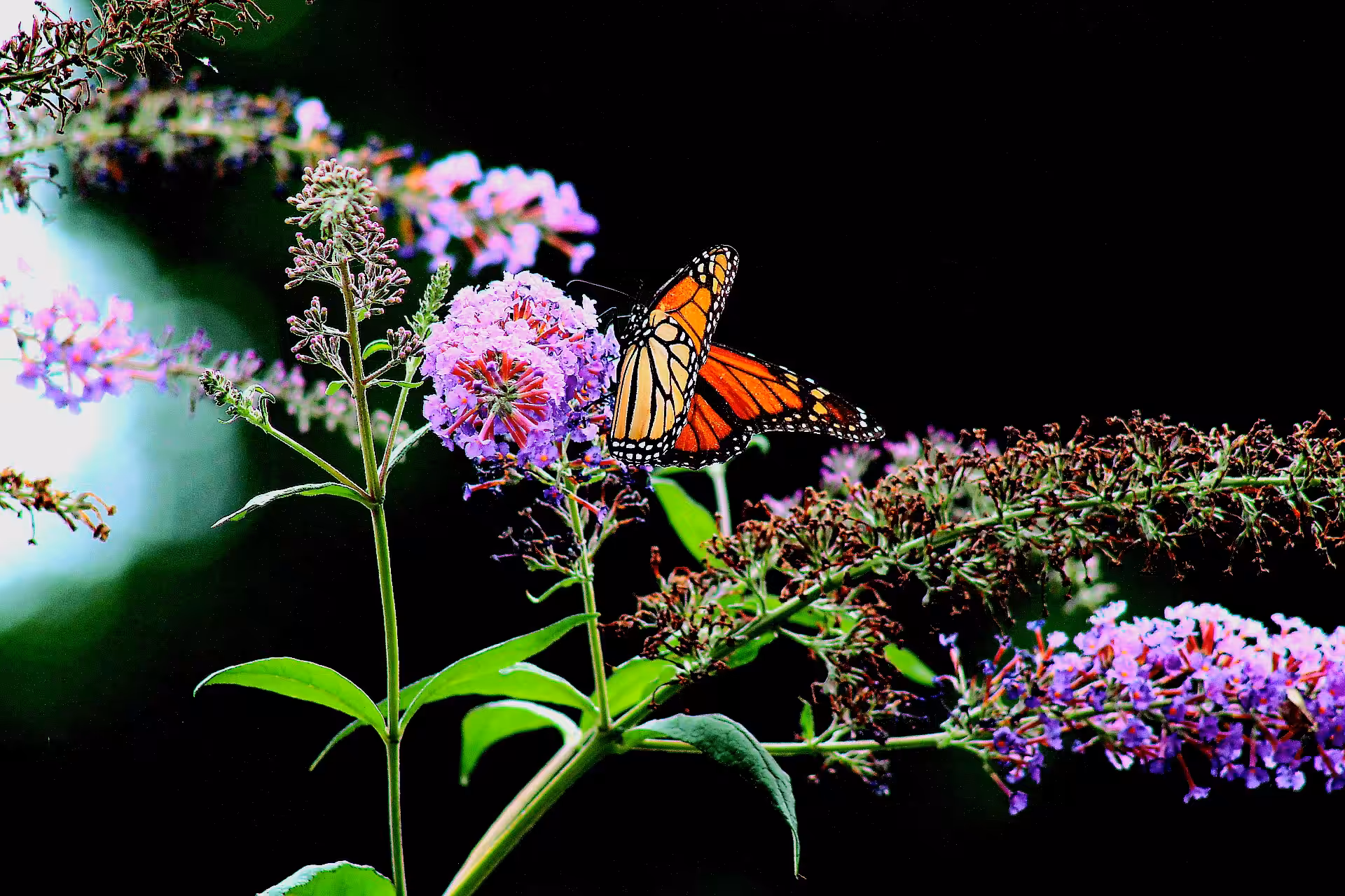 Monarch in Black
