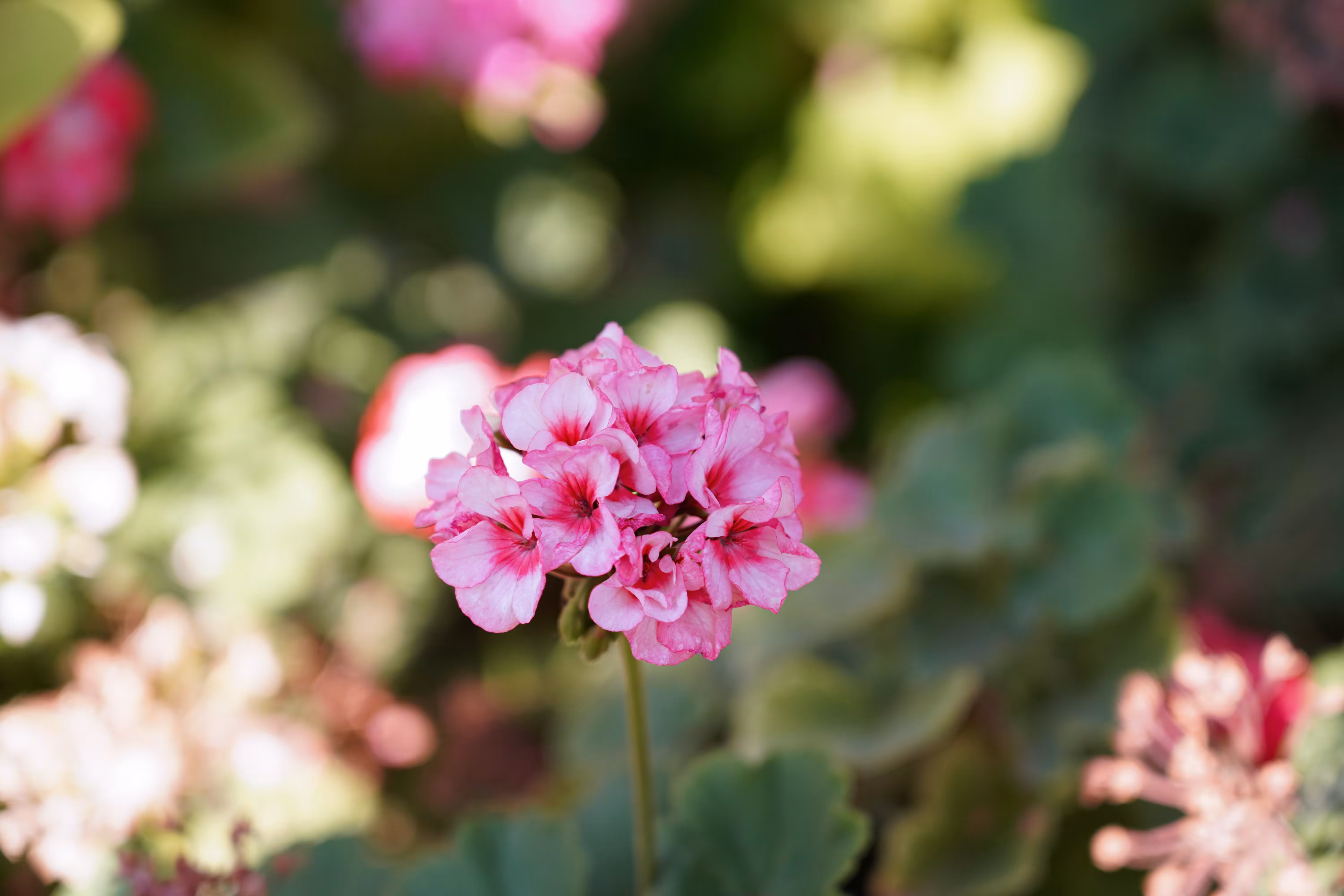 flowers: Geranium blossoms